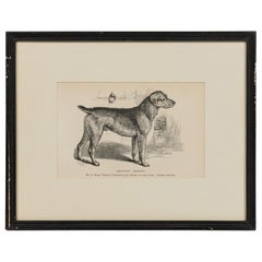 American Mid-Century Framed Print of an Airdale-Terrier