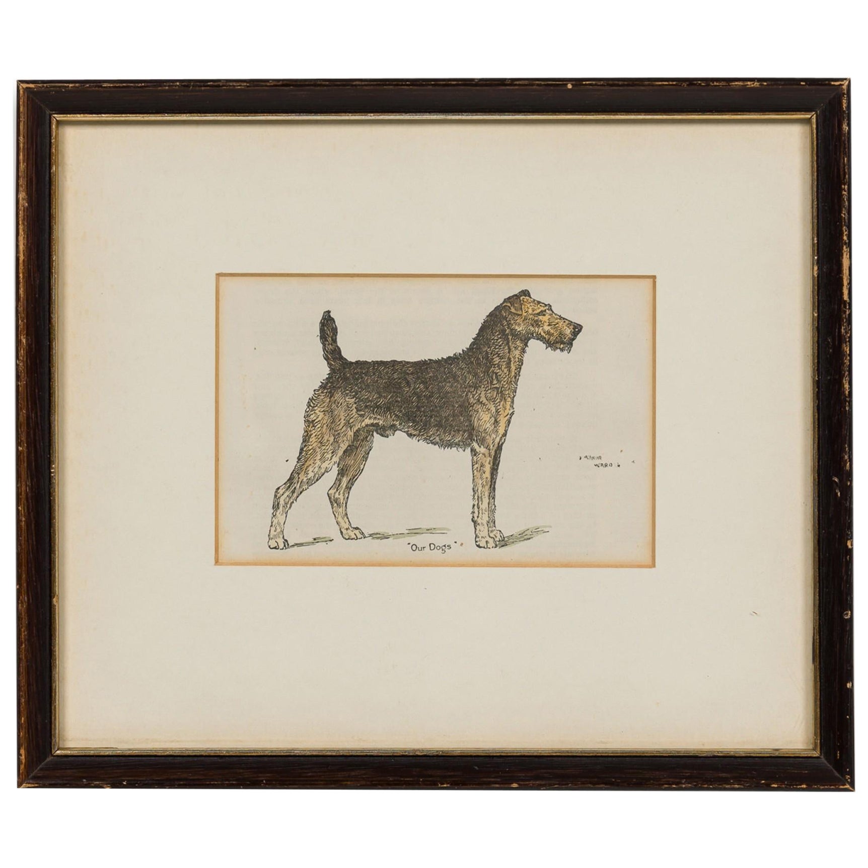 American Mid-Century Framed Print of an Airdale-Terrier