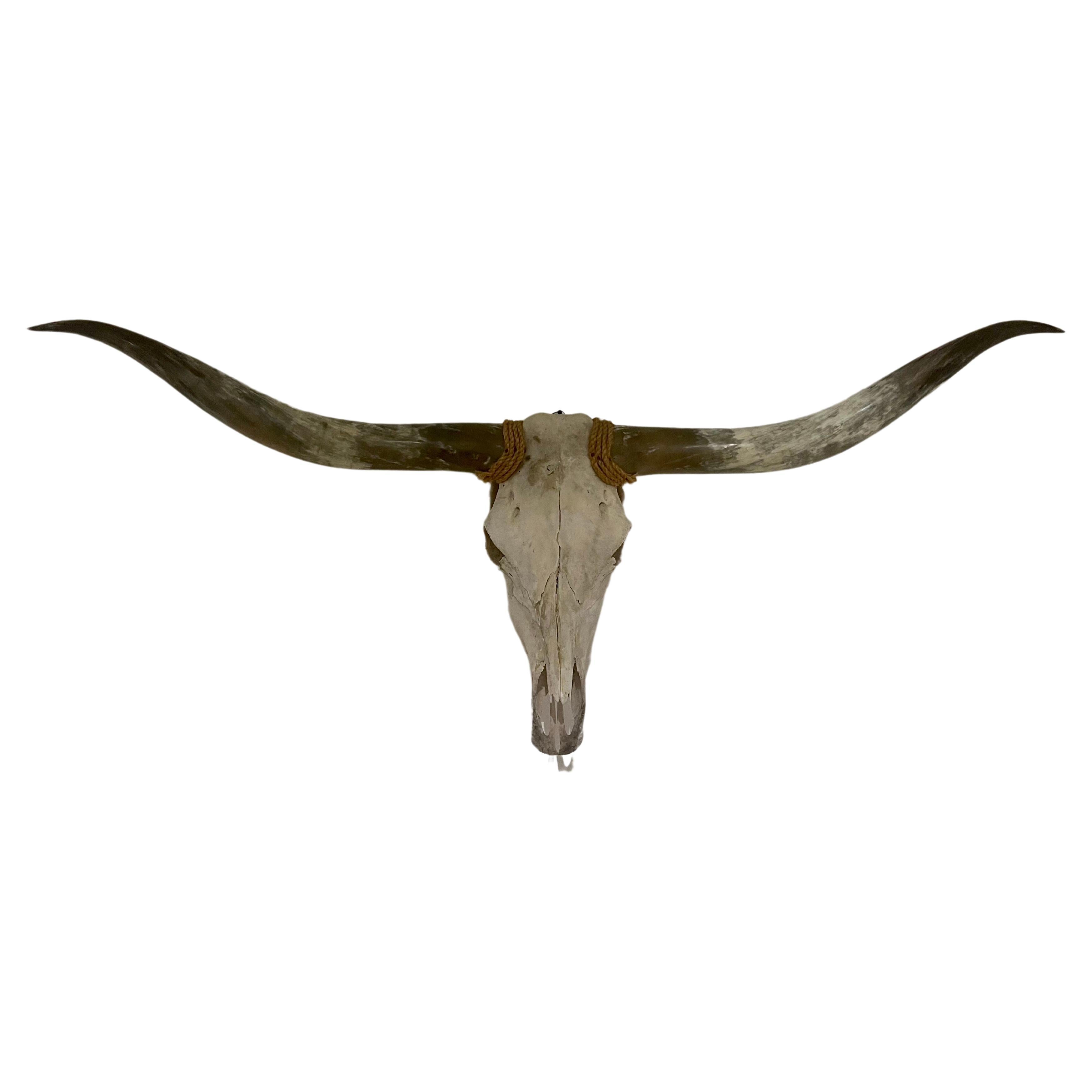A very nice genuine longhorn skull with horns from Mexico, circa the 1970s. The horns. Make a great decorative piece unique and very long.