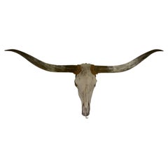 American Mid Century Texan Genuine Extra Longhorn Cow Skull with Horns