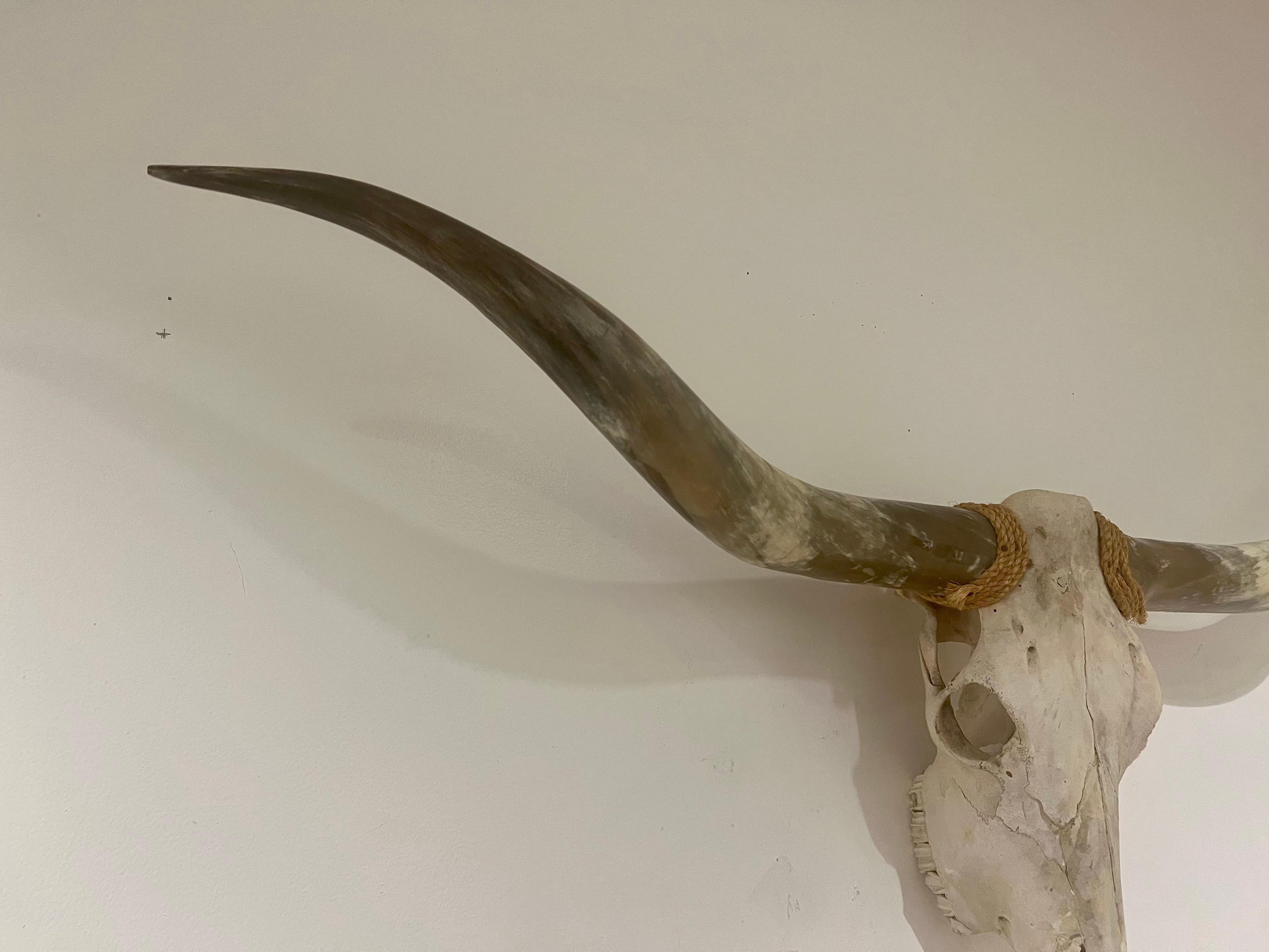 Primitive American Mid Century Texan Genuine Extra Longhorn Cow Skull with Horns