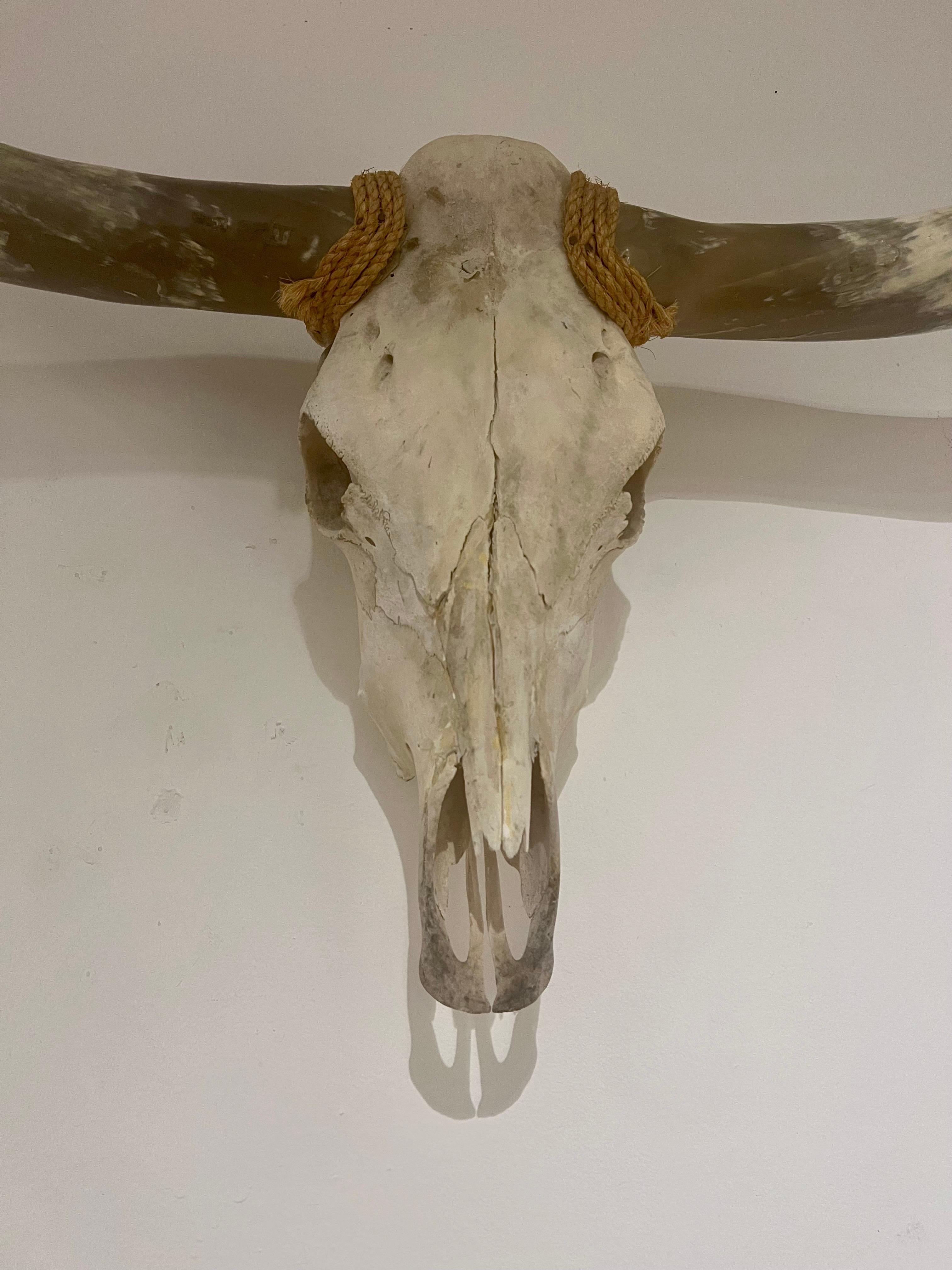 American Mid Century Texan Genuine Extra Longhorn Cow Skull with Horns In Good Condition In San Diego, CA