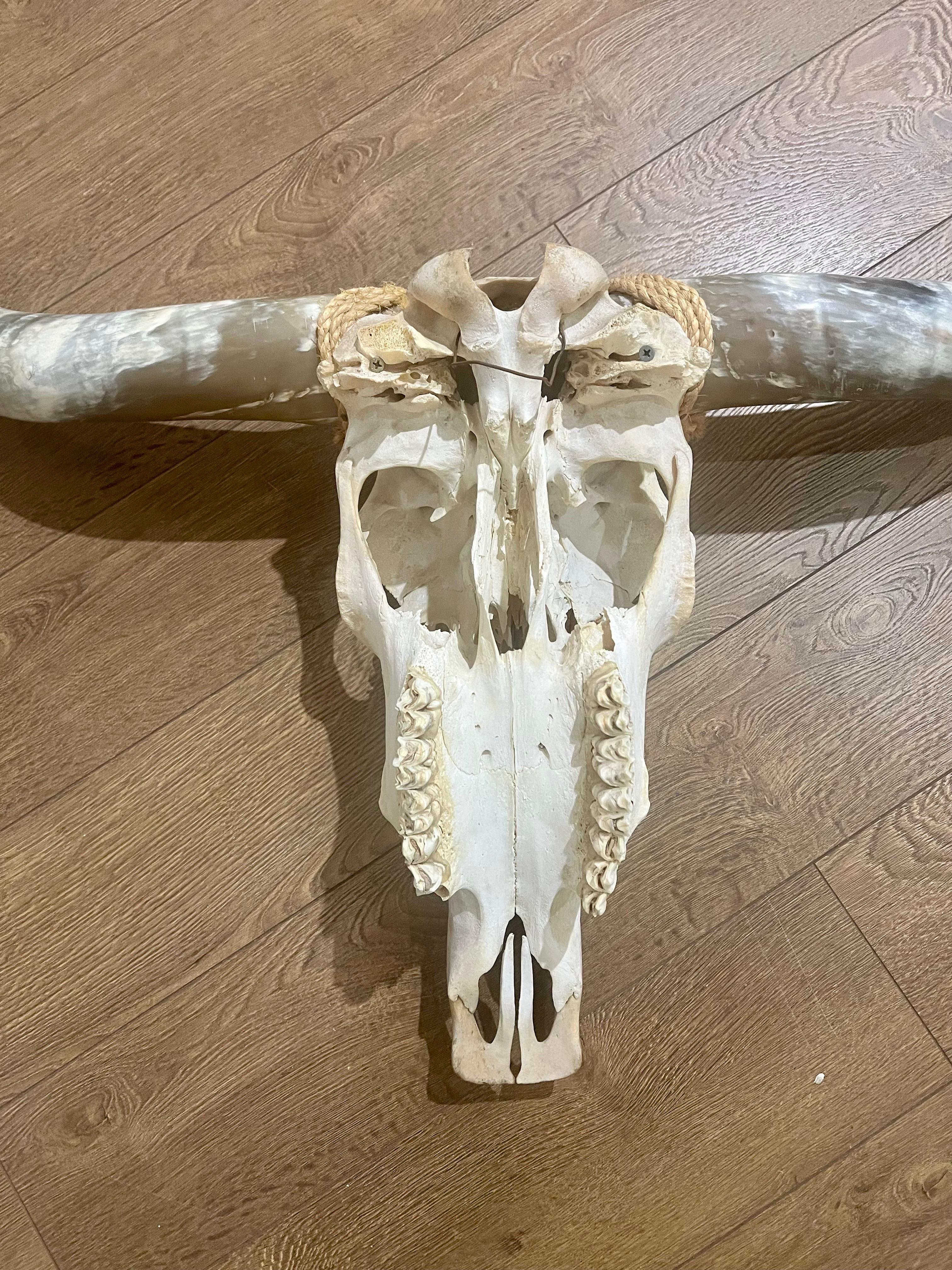 20th Century American Mid Century Texan Genuine Extra Longhorn Cow Skull with Horns