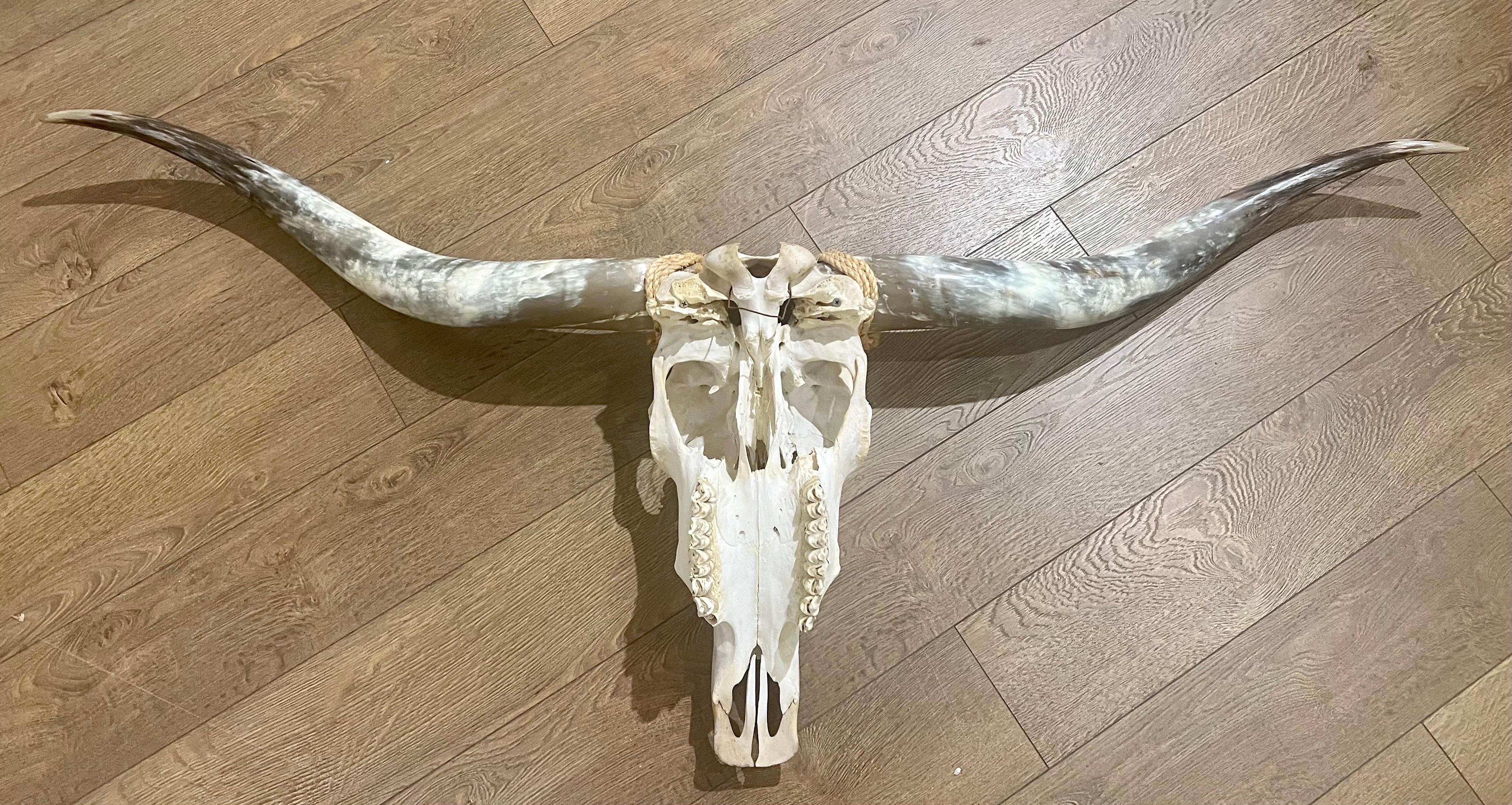 Bone American Mid Century Texan Genuine Extra Longhorn Cow Skull with Horns