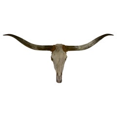 Crâne de vache avec cornes, style texan authentique et extra longhorn, milieu de siècle