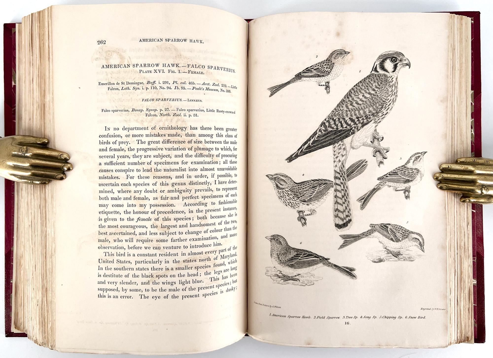 Ornithologie américaine ; ou l'histoire naturelle des oiseaux des États-Unis en vente 4