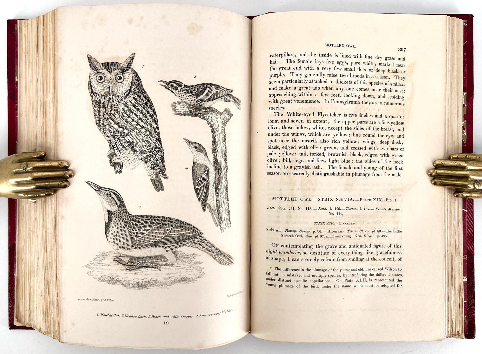Ornithologie américaine ; ou l'histoire naturelle des oiseaux des États-Unis en vente 5