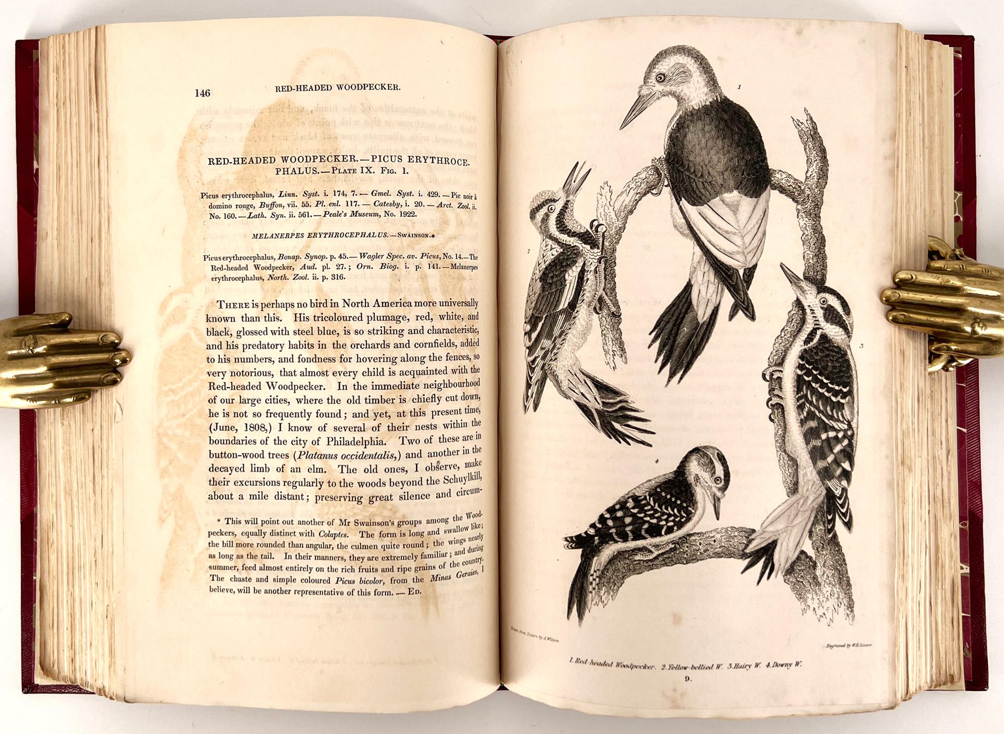 Ornithologie américaine ; ou l'histoire naturelle des oiseaux des États-Unis en vente 6