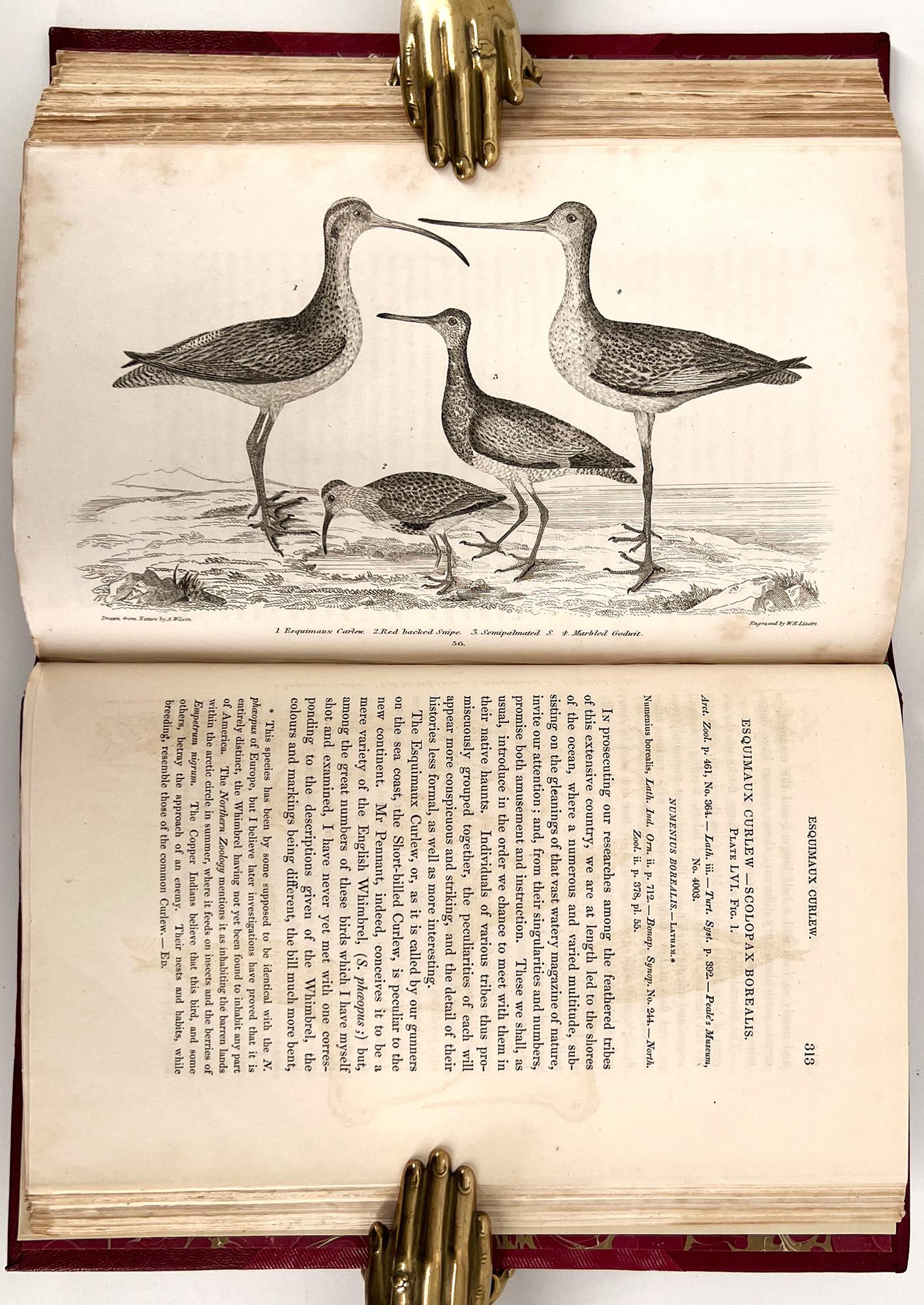Ornithologie américaine ; ou l'histoire naturelle des oiseaux des États-Unis en vente 7