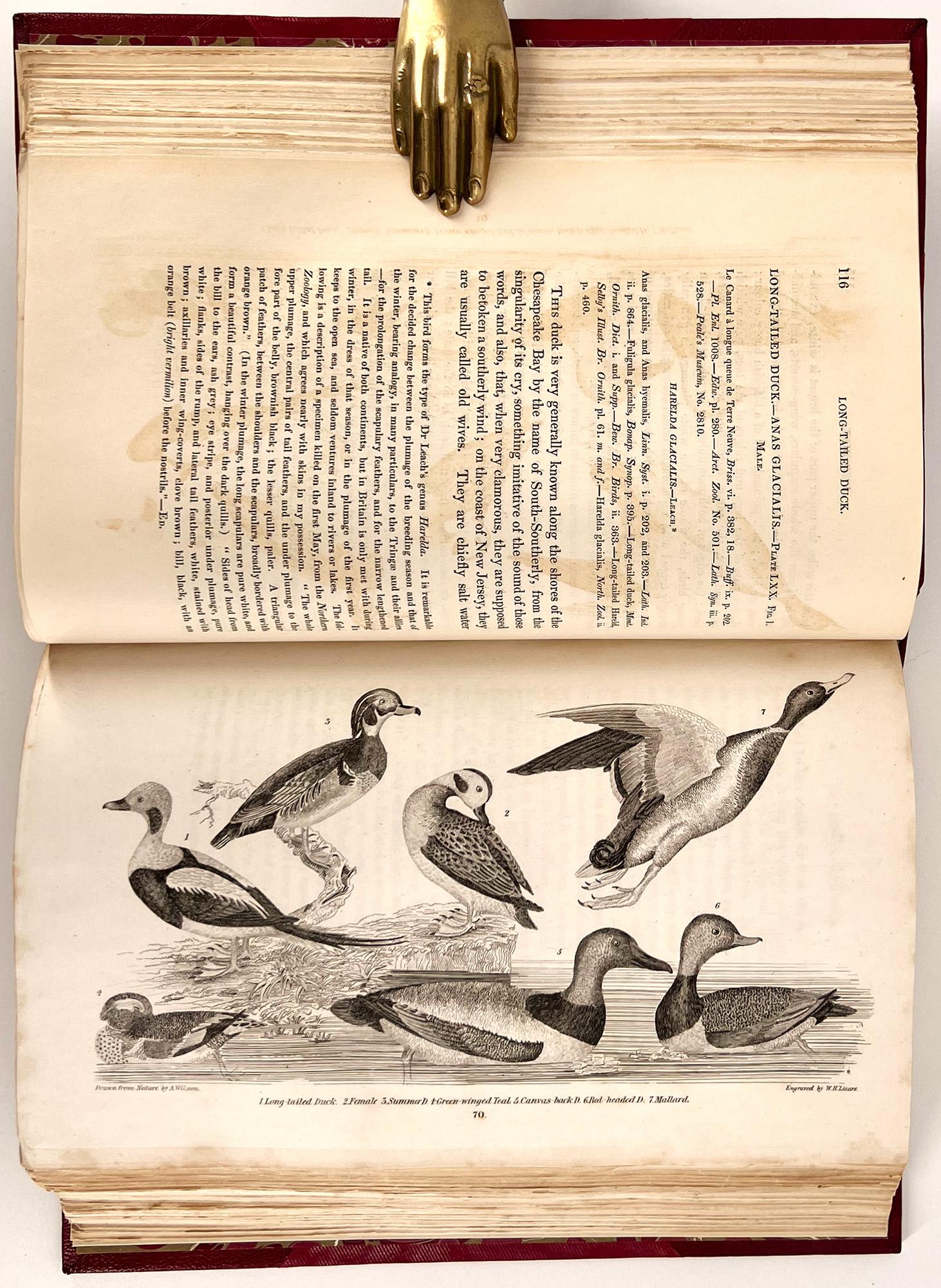 Ornithologie américaine ; ou l'histoire naturelle des oiseaux des États-Unis en vente 8