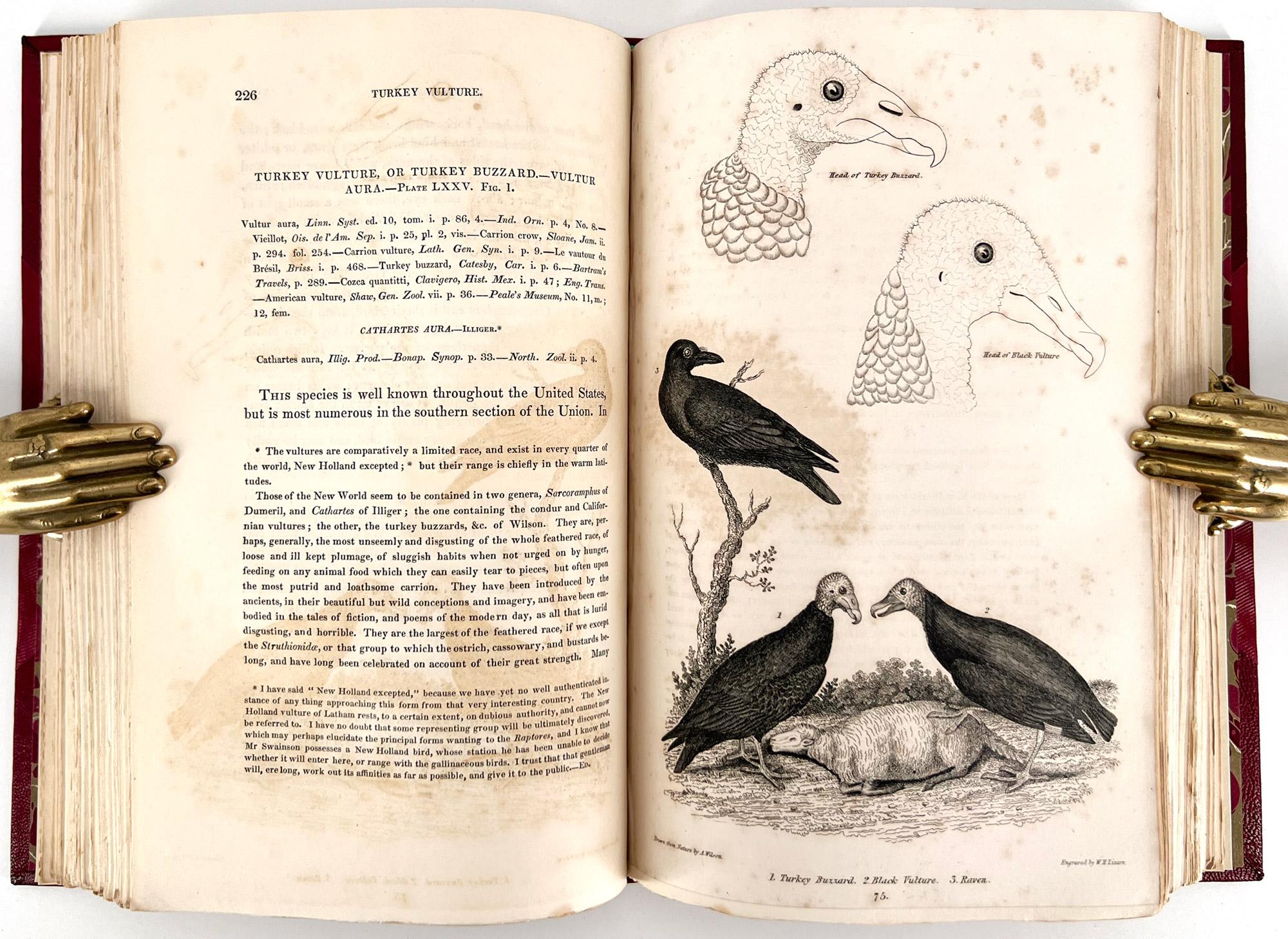 Ornithologie américaine ; ou l'histoire naturelle des oiseaux des États-Unis en vente 9