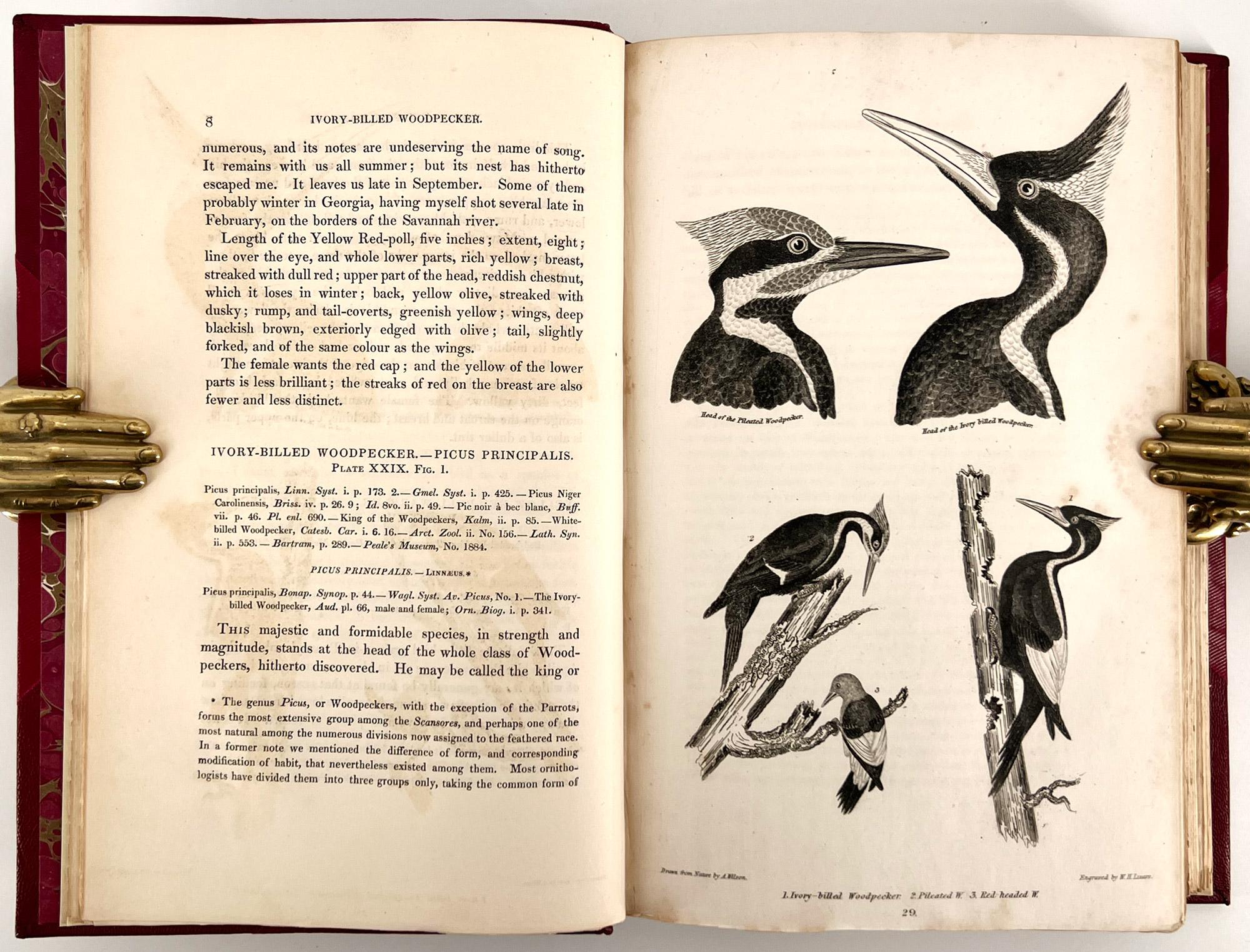 XIXe siècle Ornithologie américaine ; ou l'histoire naturelle des oiseaux des États-Unis en vente
