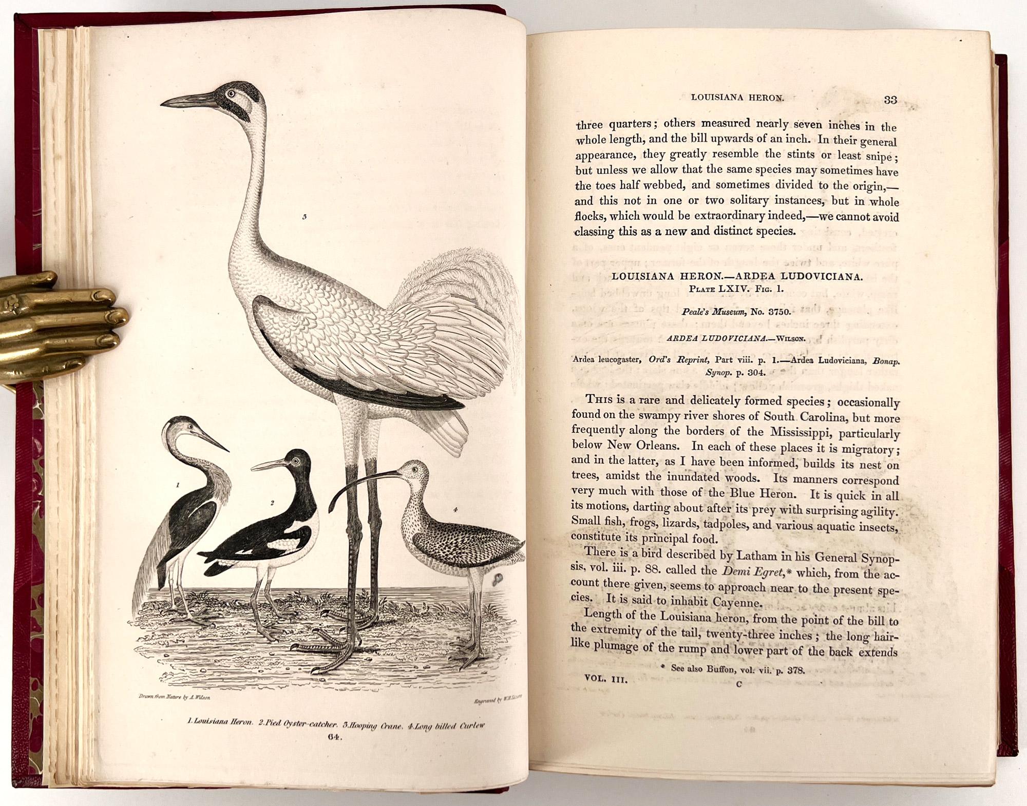 Cuir Ornithologie américaine ; ou l'histoire naturelle des oiseaux des États-Unis en vente