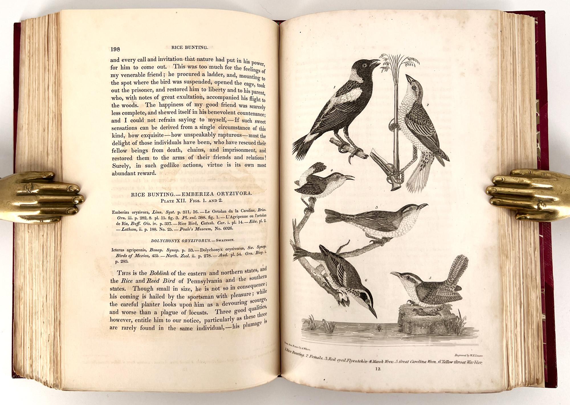Ornithologie américaine ; ou l'histoire naturelle des oiseaux des États-Unis en vente 3