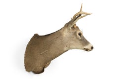 American Rustic Taxidermied of a Grey Deer Head