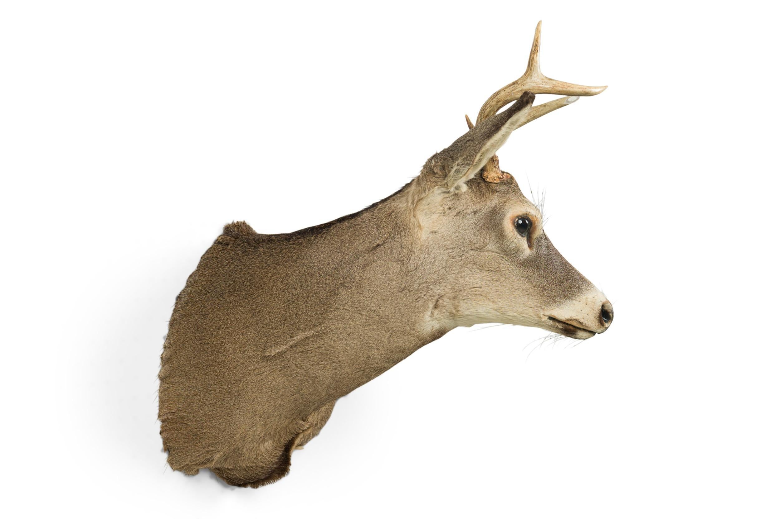 American Rustic Taxidermied of a Grey deer head with short antlers
