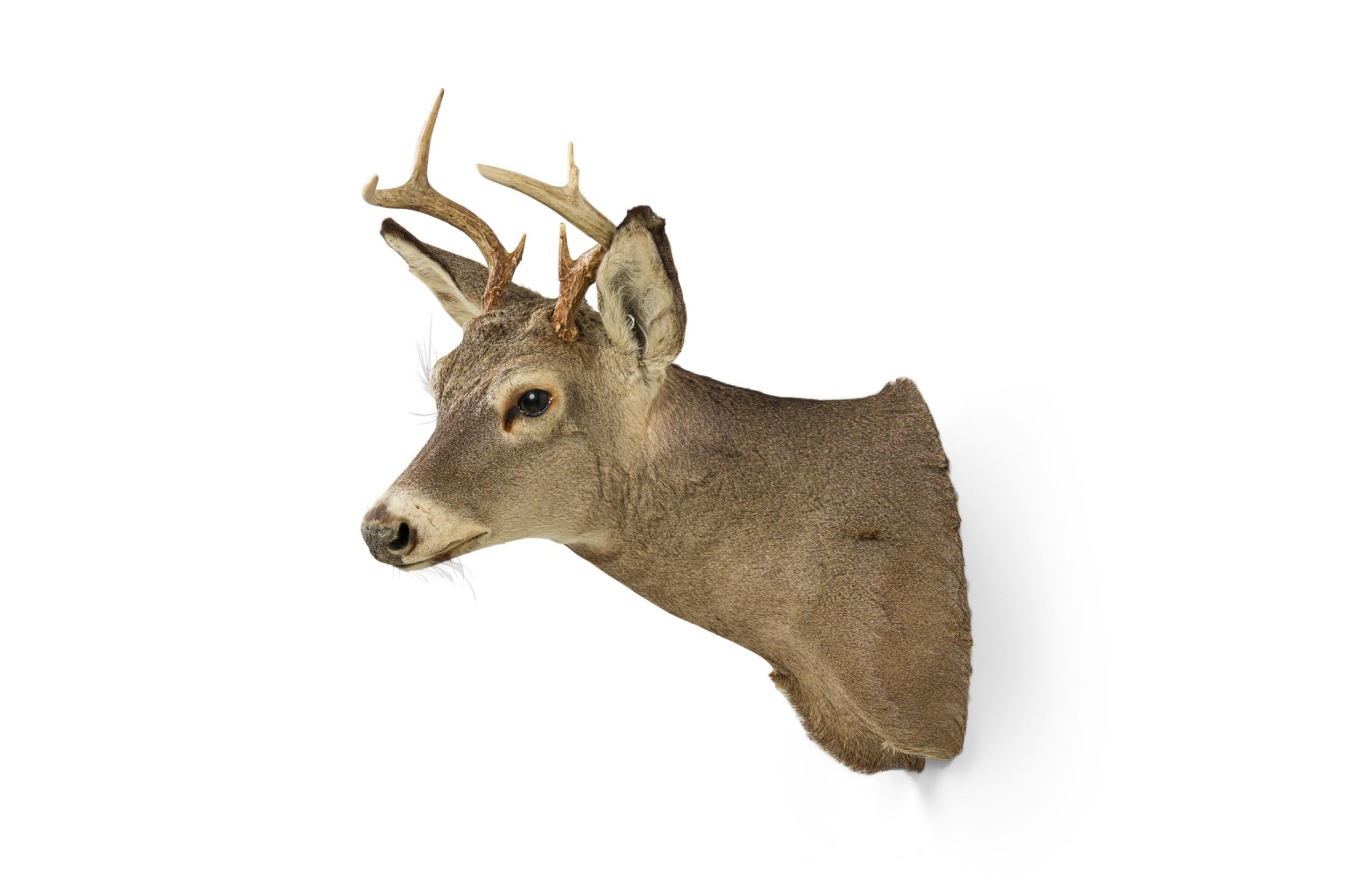American Rustic Taxidermied of a Grey Deer Head In Good Condition For Sale In New York, NY