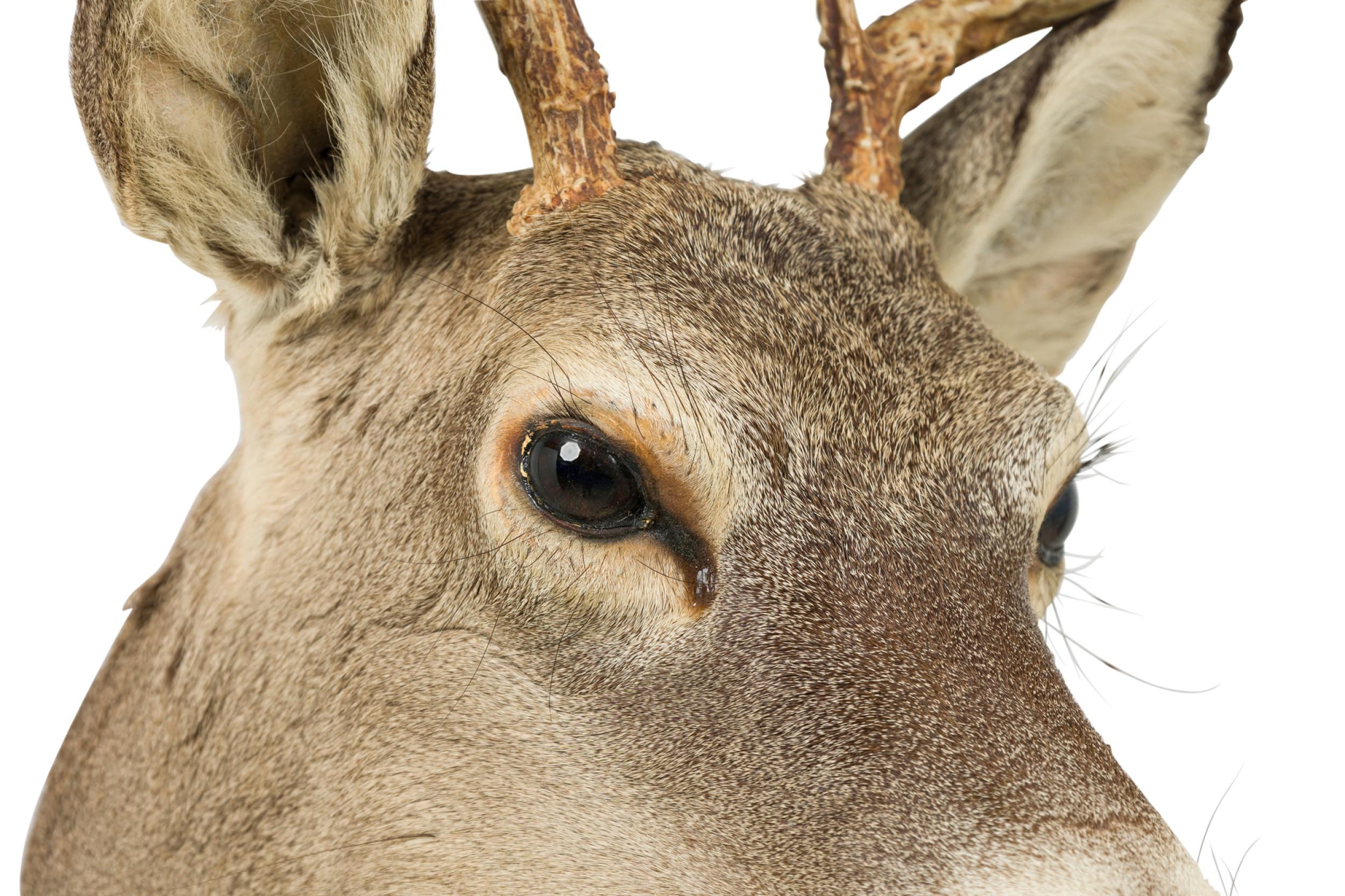 Americano Tassidermia rustica americana di una testa di cervo grigio in vendita