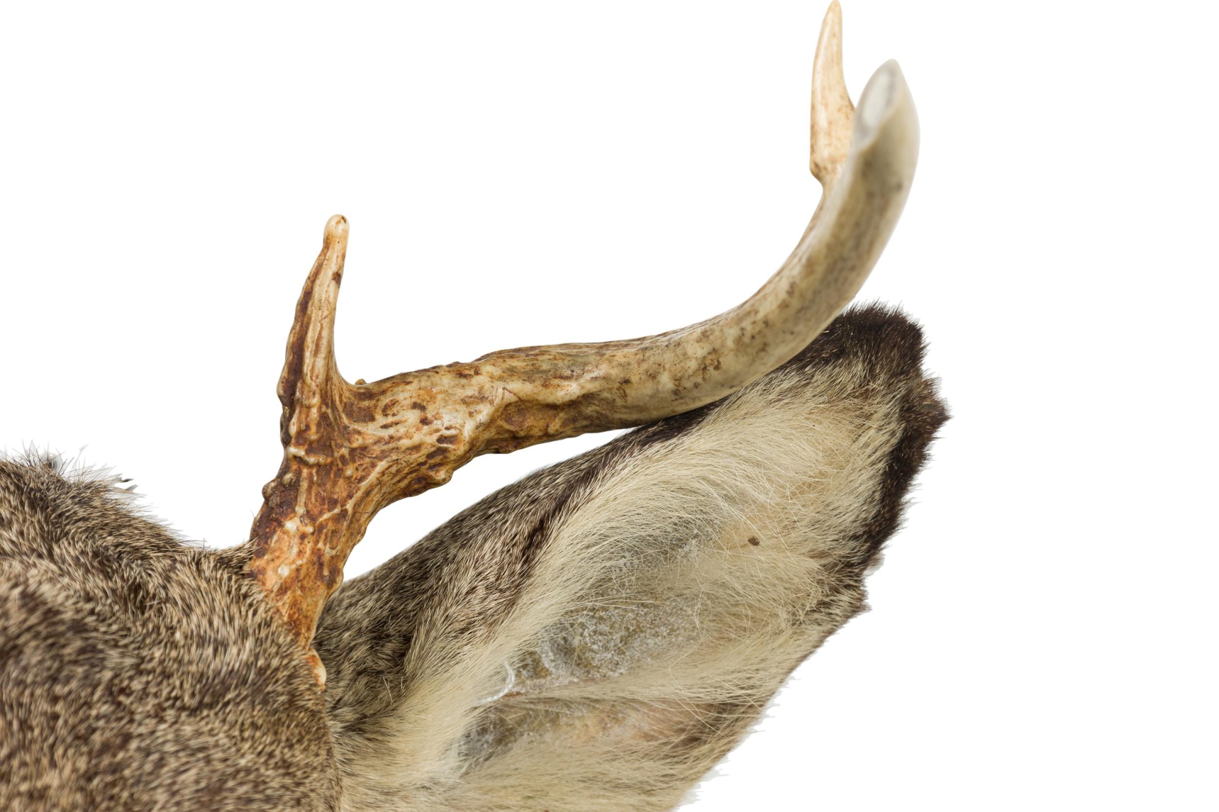 Animal Skin American Rustic Taxidermied of a Grey Deer Head For Sale