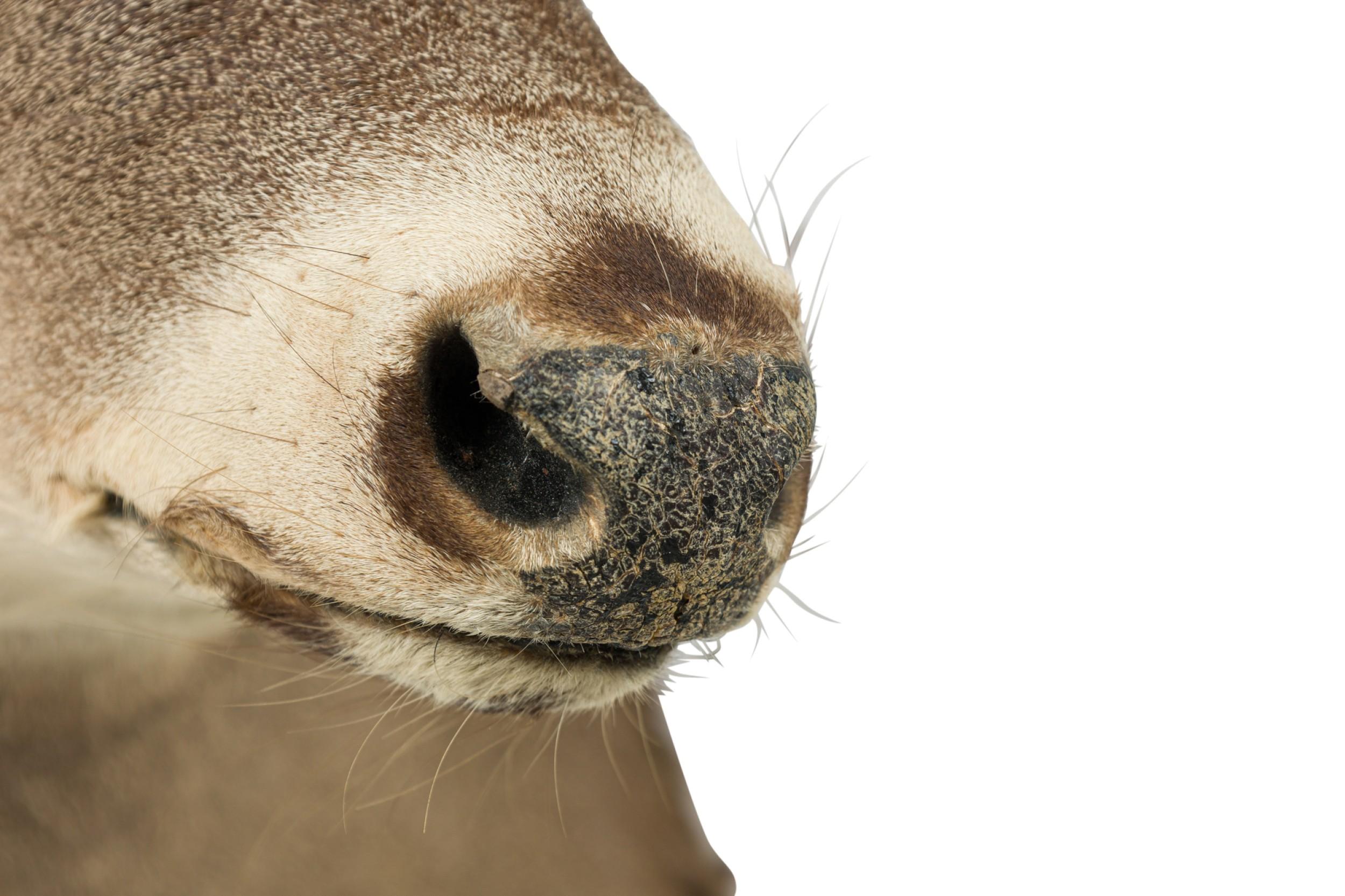 XIX secolo Tassidermia rustica americana di una testa di cervo grigio in vendita