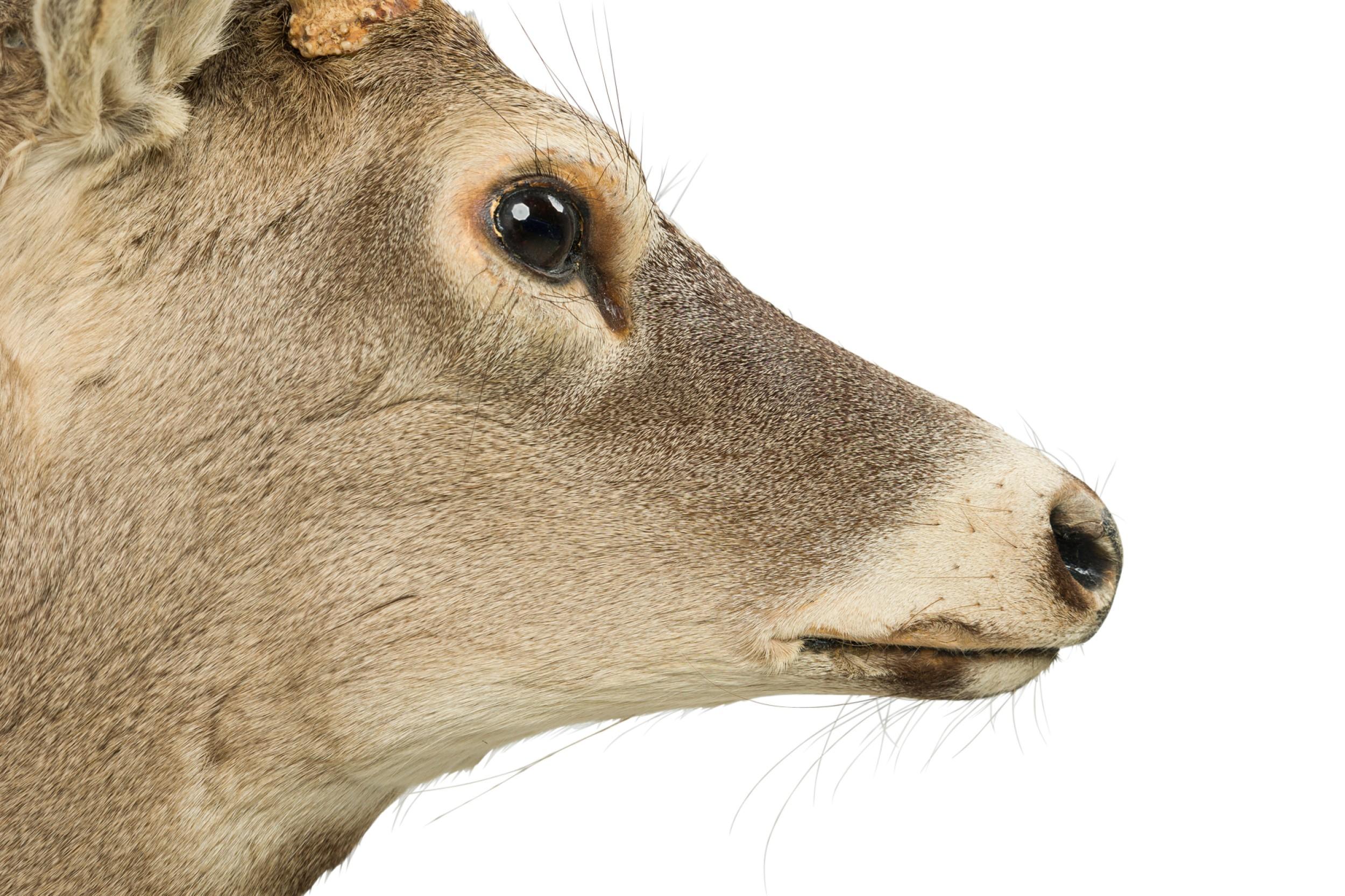 Tassidermia rustica americana di una testa di cervo grigio in vendita 1