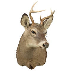 American Rustic Taxidermied of a Grey Deer Head