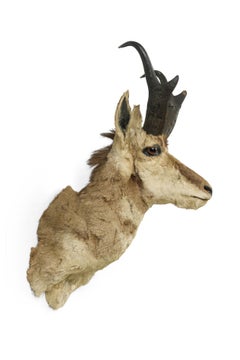 Placa de pared Taxidermied rústico americano de un berrendo oscuro de 4 puntas
