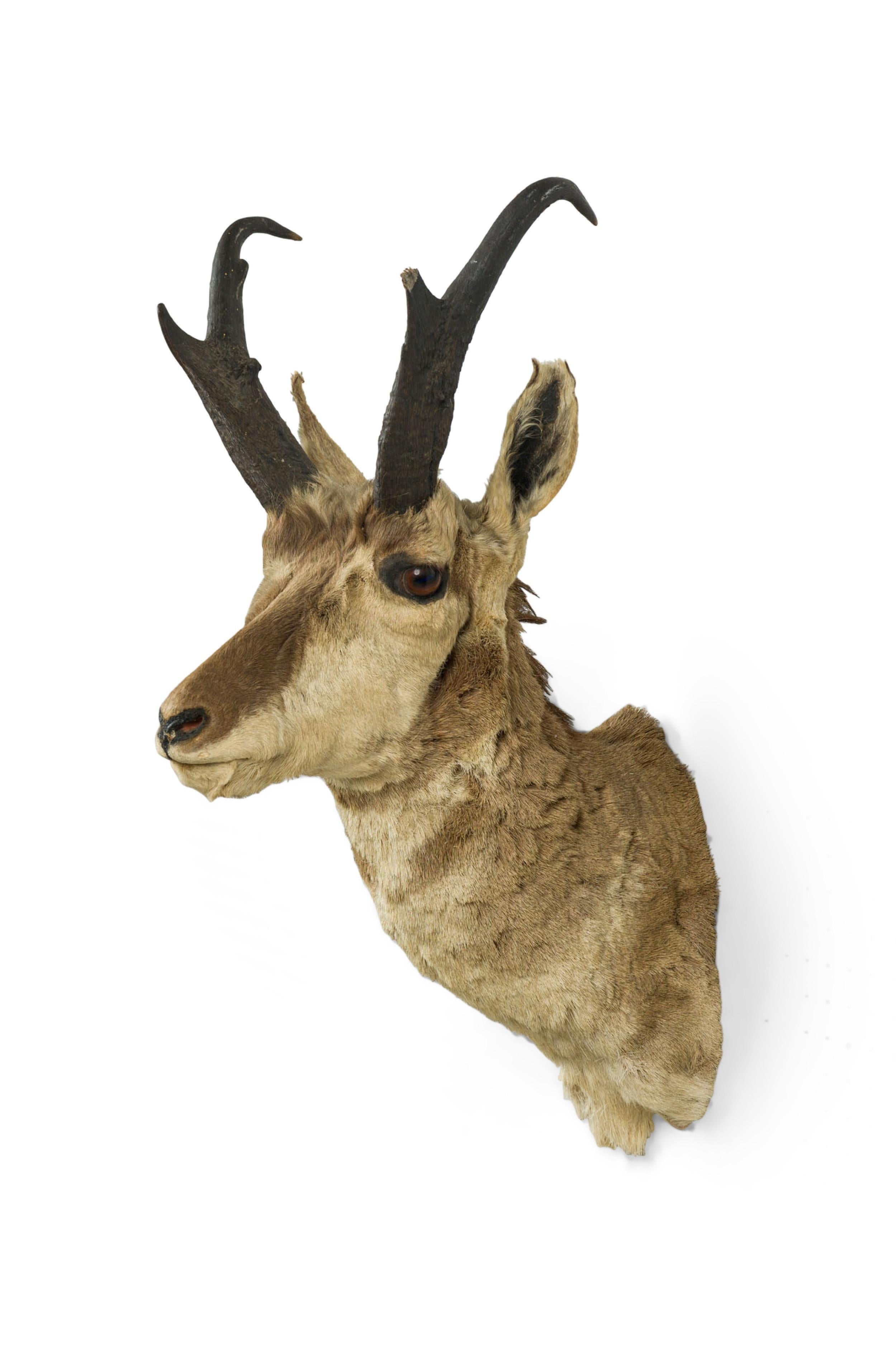 American Rustic Taxidermied wall plaque of a dark 4 pointed Pronghorn In Good Condition For Sale In New York, NY