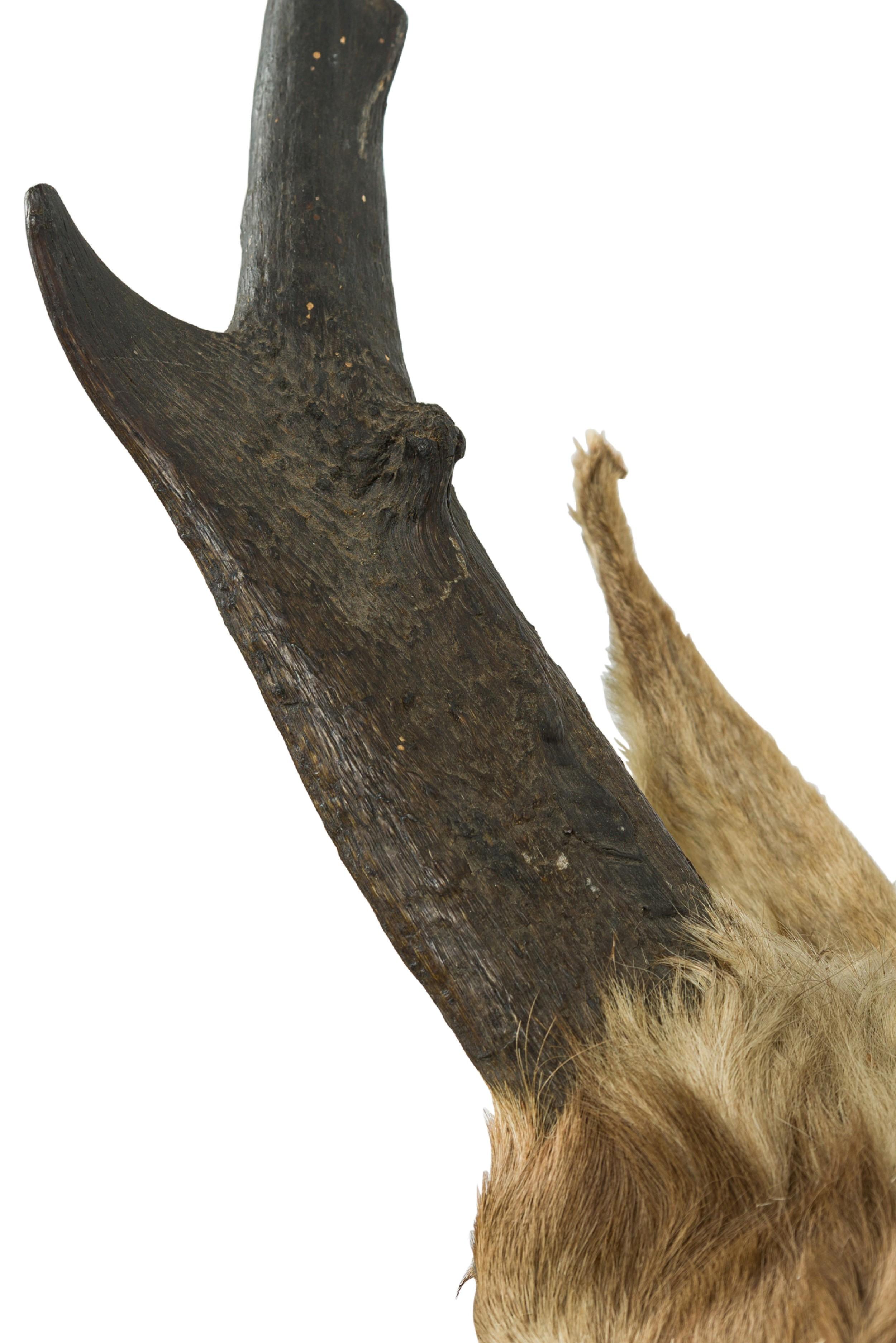 20th Century American Rustic Taxidermied wall plaque of a dark 4 pointed Pronghorn For Sale