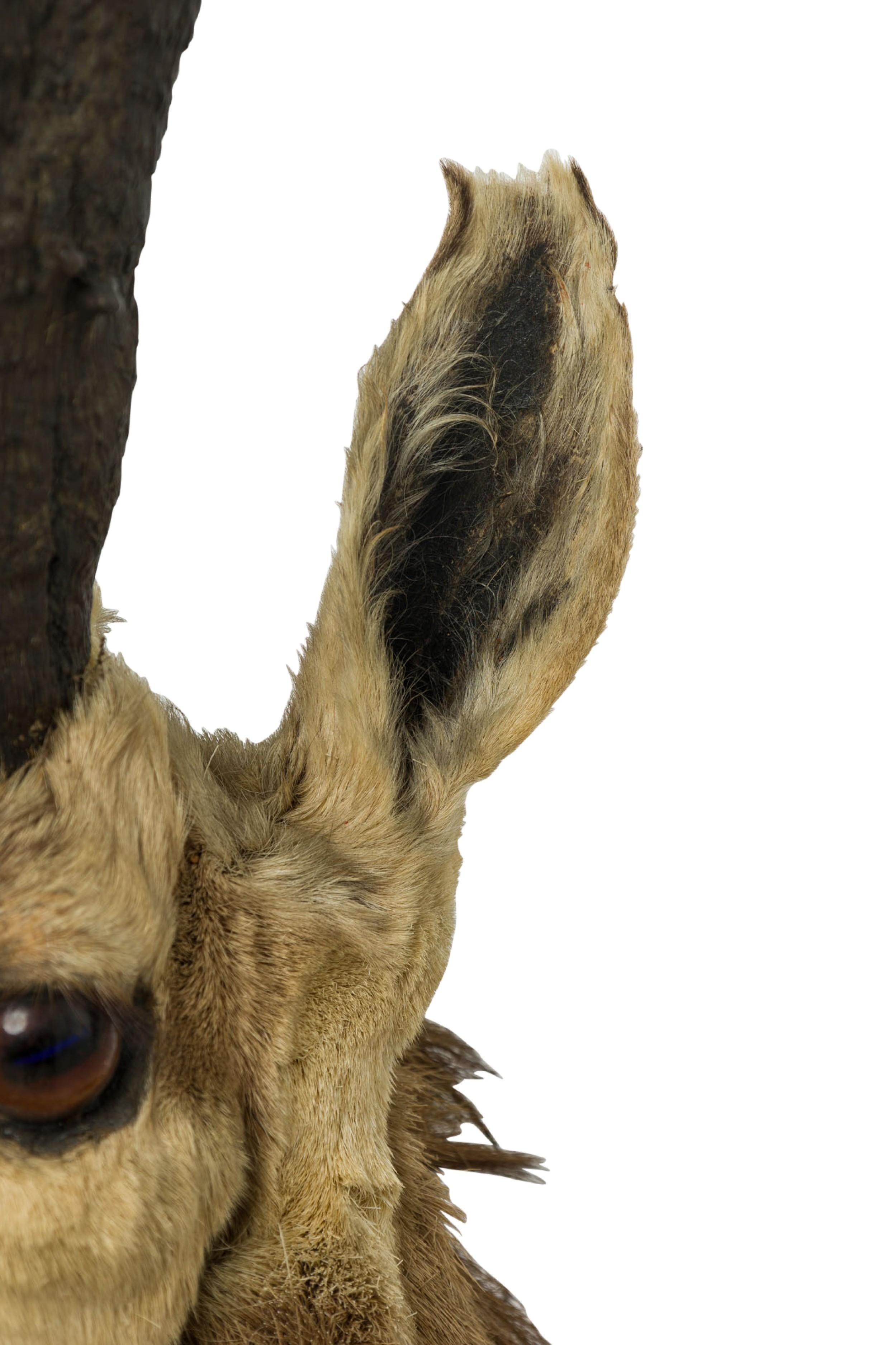 XIX secolo Placca da parete rustica americana tassidermizzata di un Pronghorn scuro a quattro punte in vendita