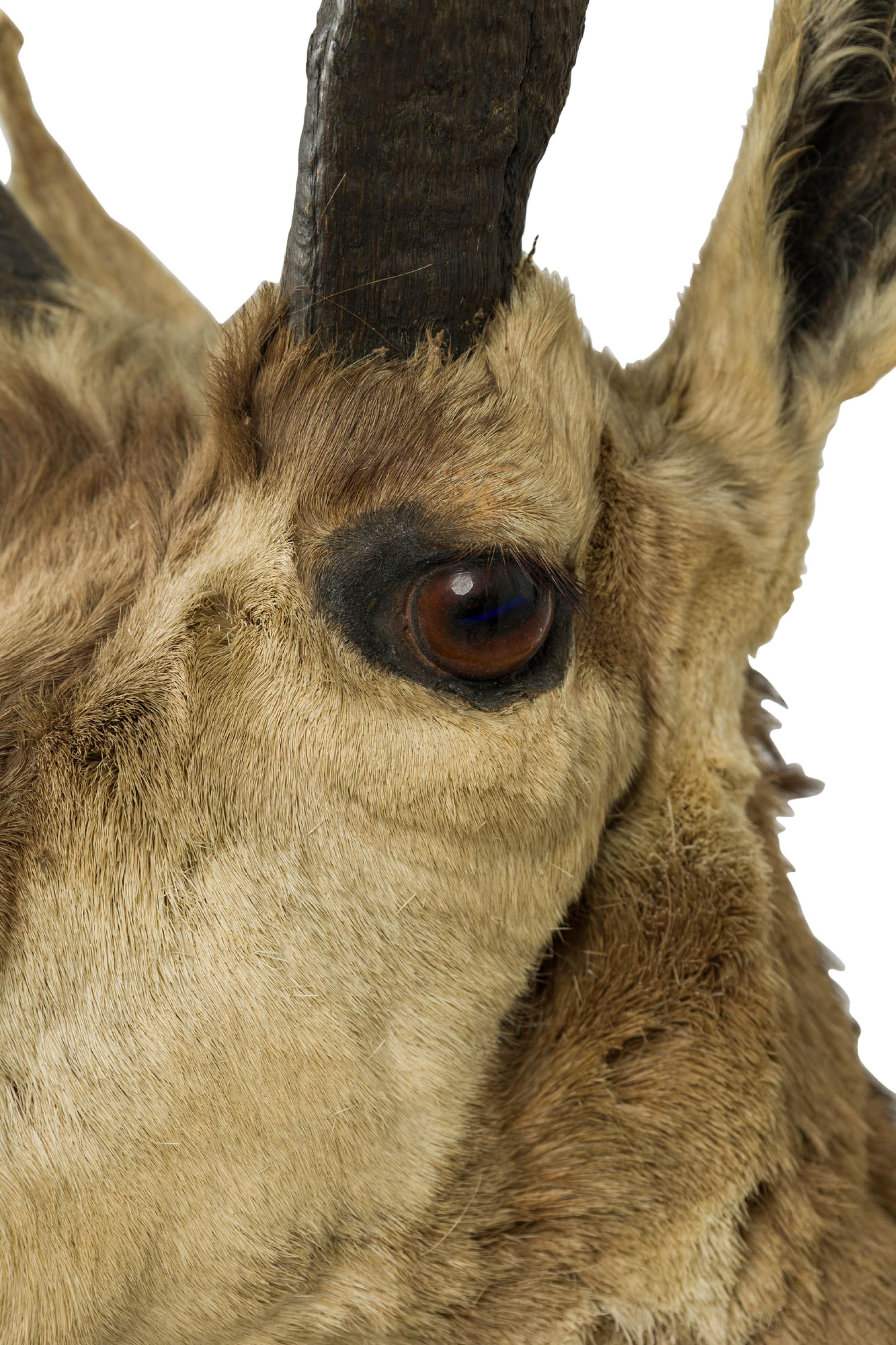 Corno Placca da parete rustica americana tassidermizzata di un Pronghorn scuro a quattro punte in vendita