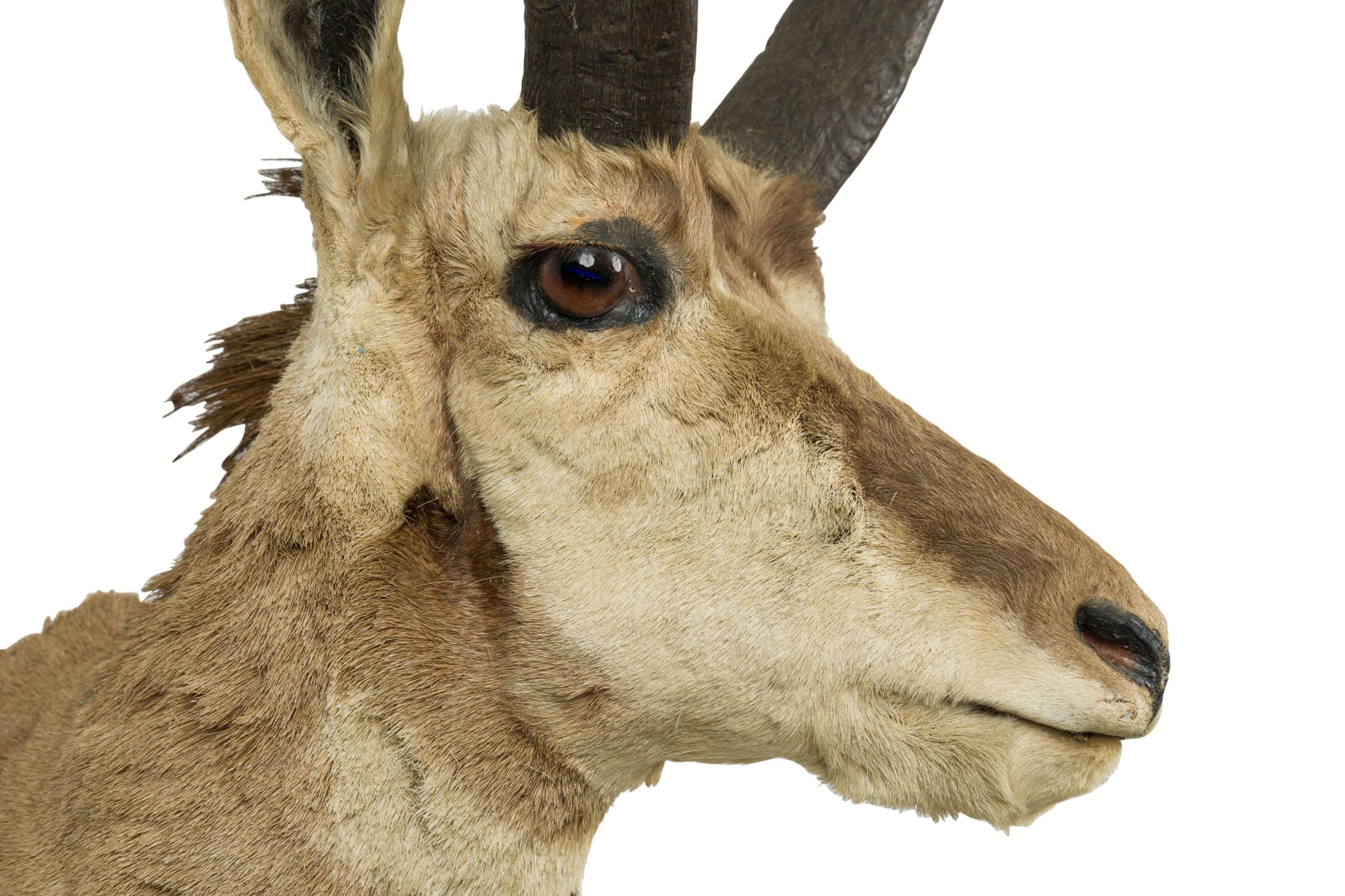 Placca da parete rustica americana tassidermizzata di un Pronghorn scuro a quattro punte in vendita 1