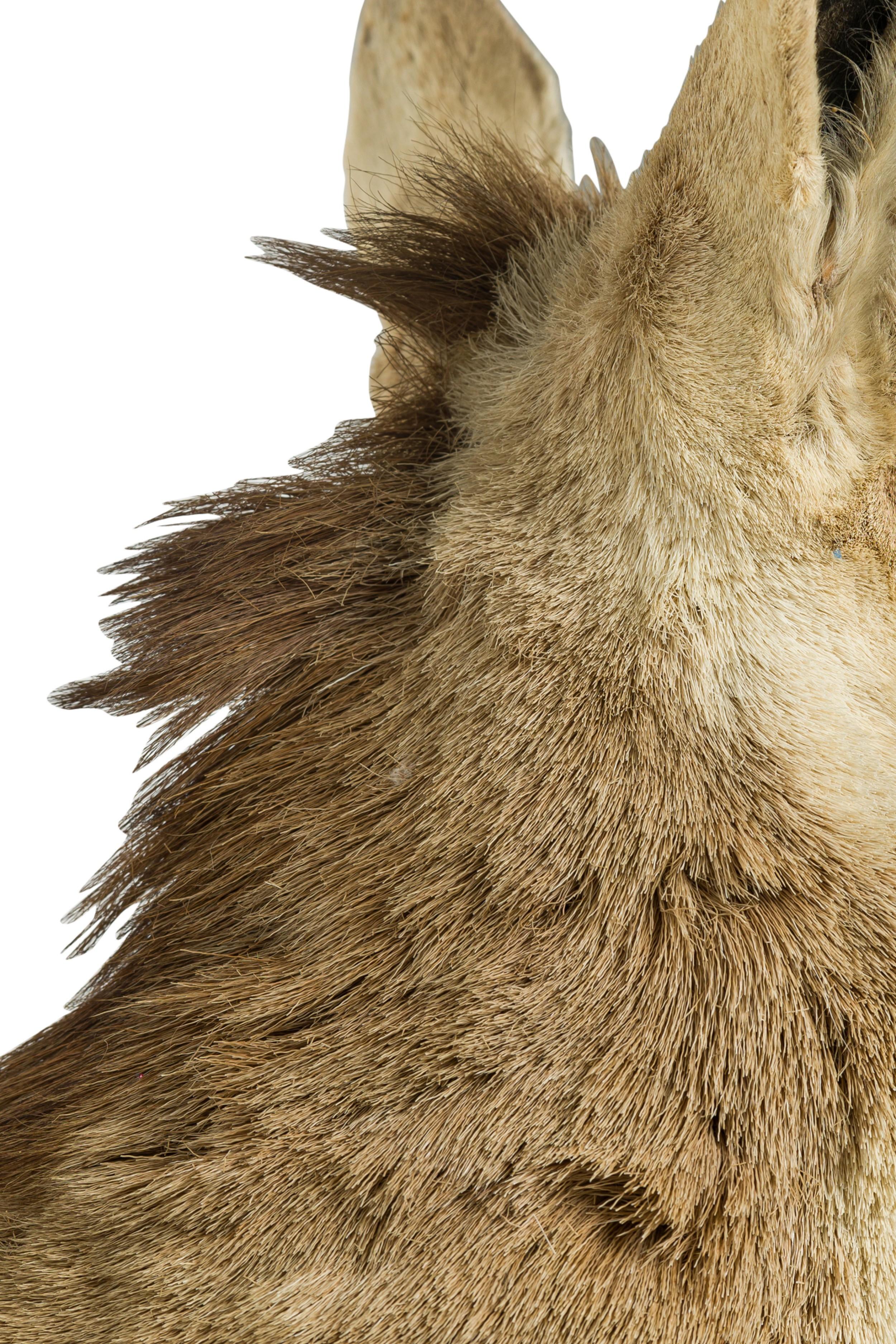 Placca da parete rustica americana tassidermizzata di un Pronghorn scuro a quattro punte in vendita 2