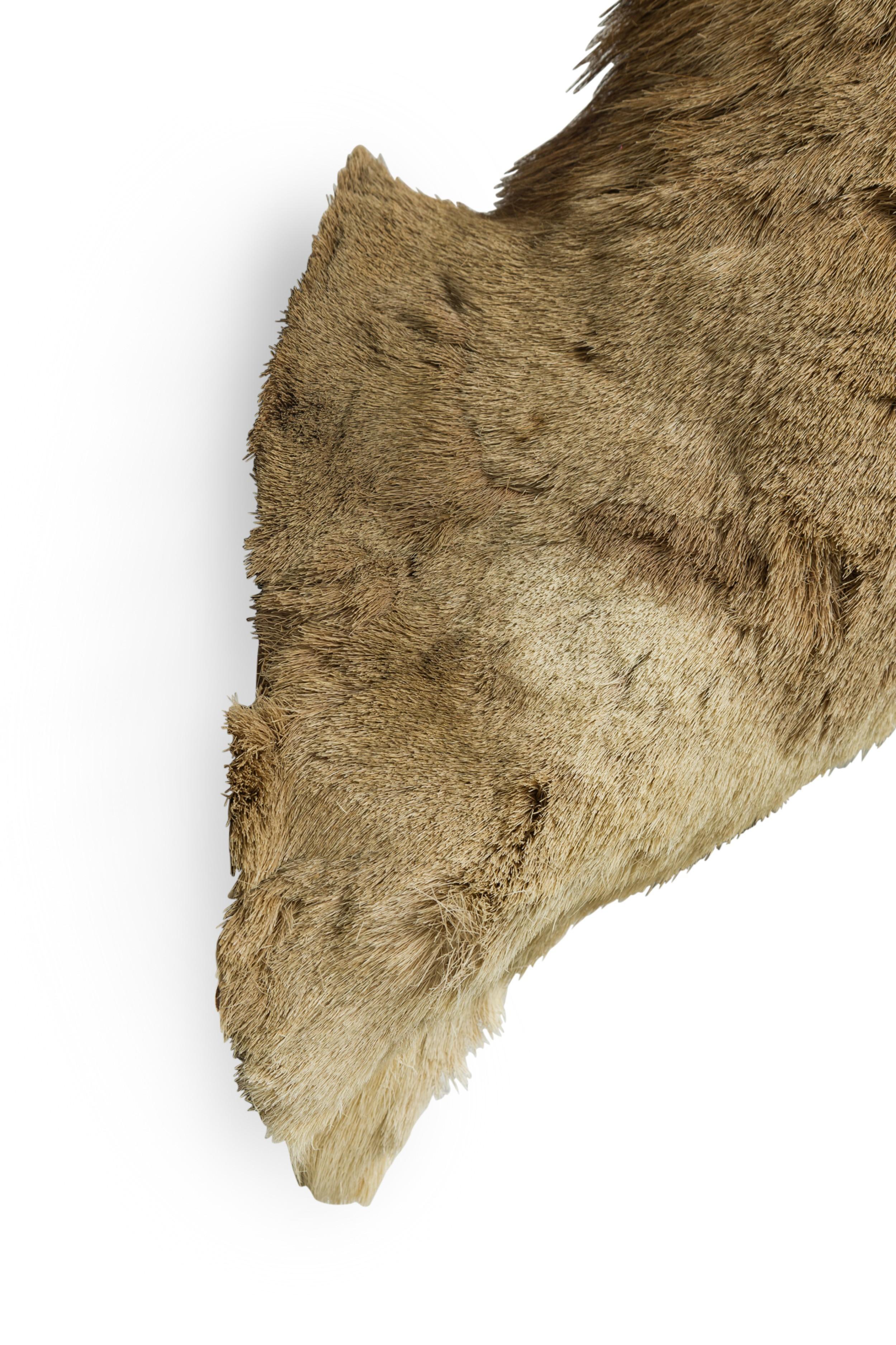 Placca da parete rustica americana tassidermizzata di un Pronghorn scuro a quattro punte in vendita 3