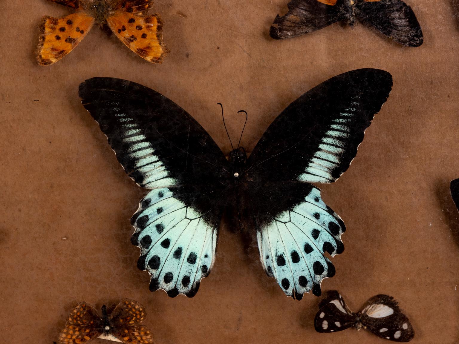 18th Century and Earlier American Sconce Reflector Converted to Butterfly Case, circa 1710