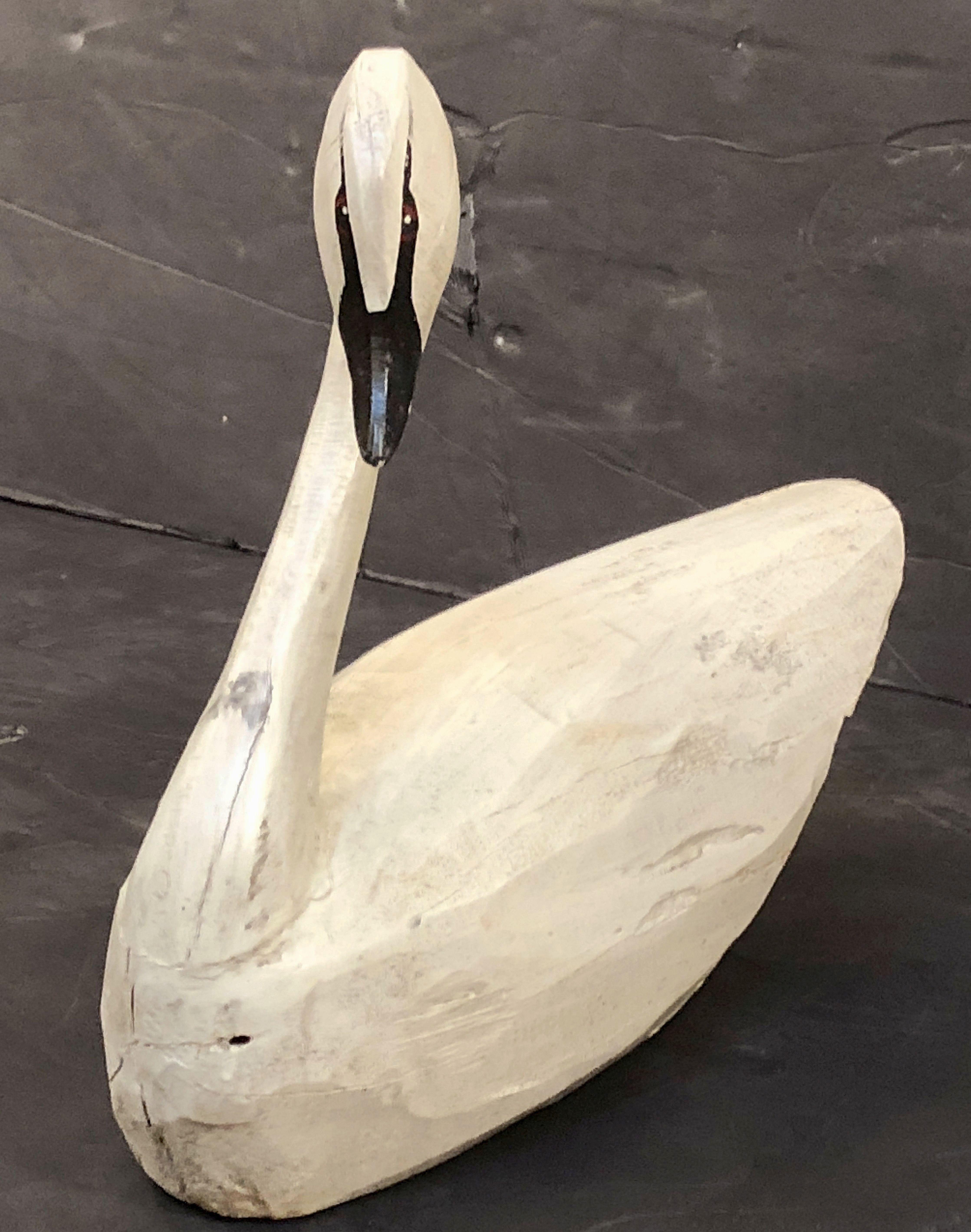 wood swan