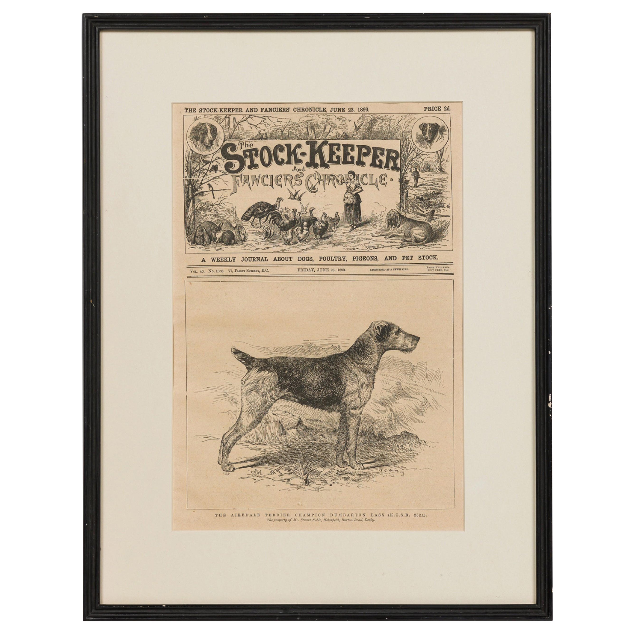 American Victorian Framed Print of an Airdale-Terrier