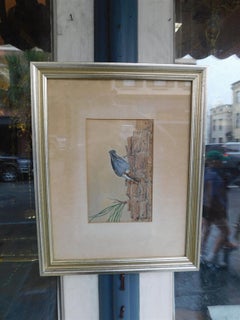 Amerikanische wasserfarbene Nuthatch mit braunem Kopf auf Kiefernbaum E. Dingle C 1950