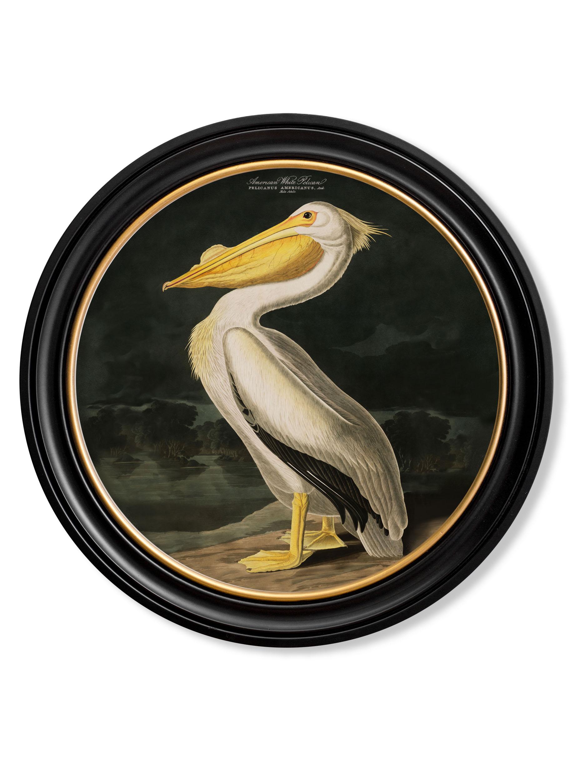 This is a digitally remastered print of the American White Pelican referenced from an Audubon Birds of America hand coloured print, originally from the 1800's.

The American white pelican is a large aquatic soaring bird, which breeds in interior