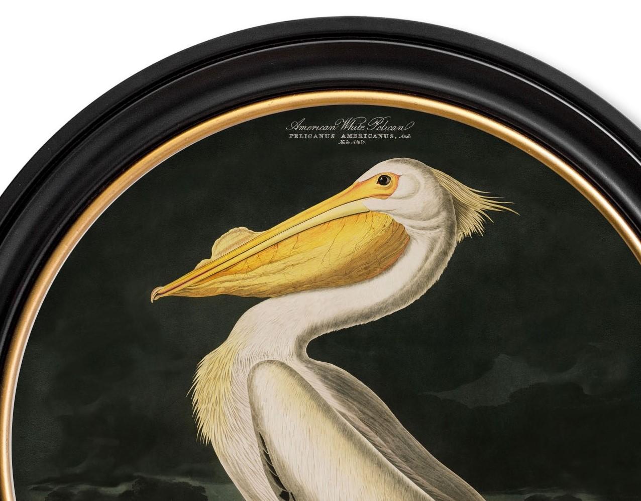 Colonial américain Cadre rond américain imprimé pélican blanc Audubon's Birds of America C1838, Neuf en vente