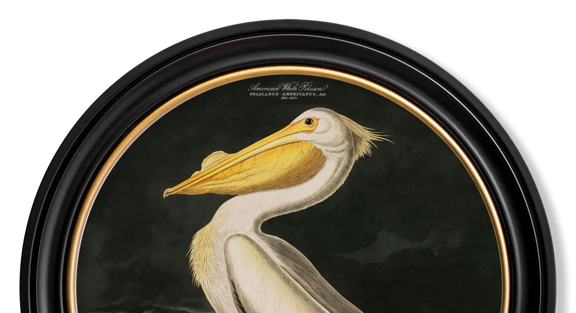 British American White Pelican Print Audubon's Birds of America C1838 Round Frame, New For Sale