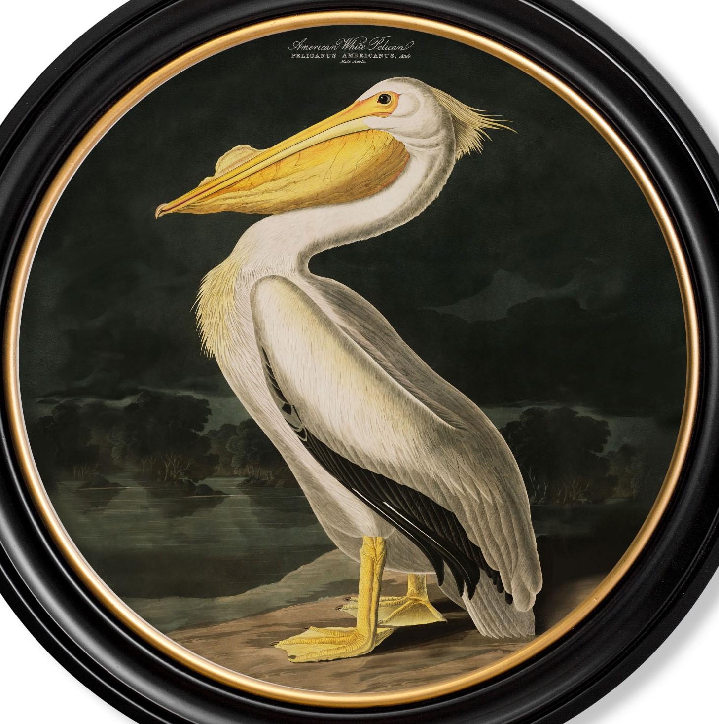 American White Pelican Print Audubon's Birds of America C1838 Round Frame, New In Excellent Condition For Sale In Lincoln, Lincolnshire