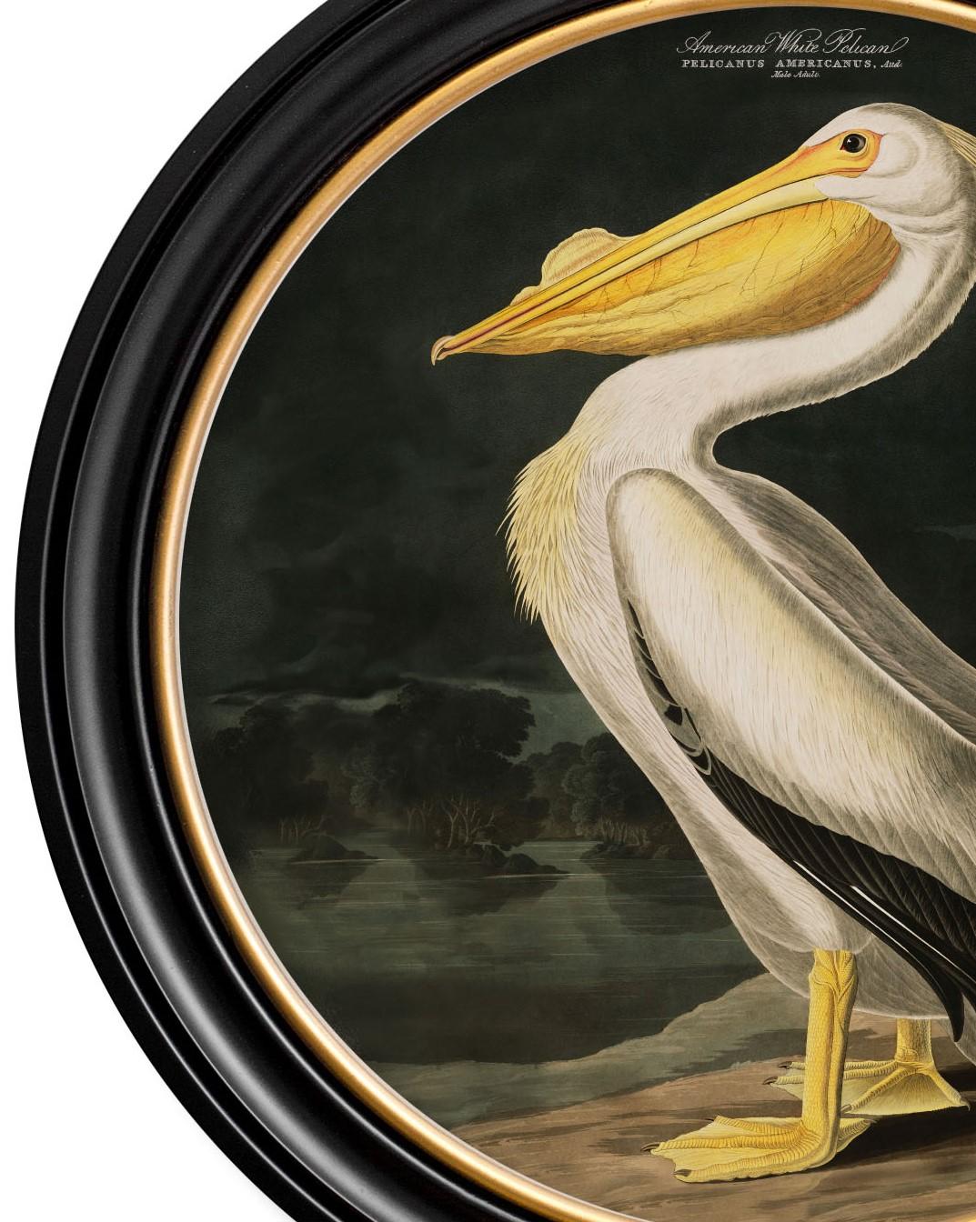 Contemporary American White Pelican Print Audubon's Birds of America C1838 Round Frame, New For Sale