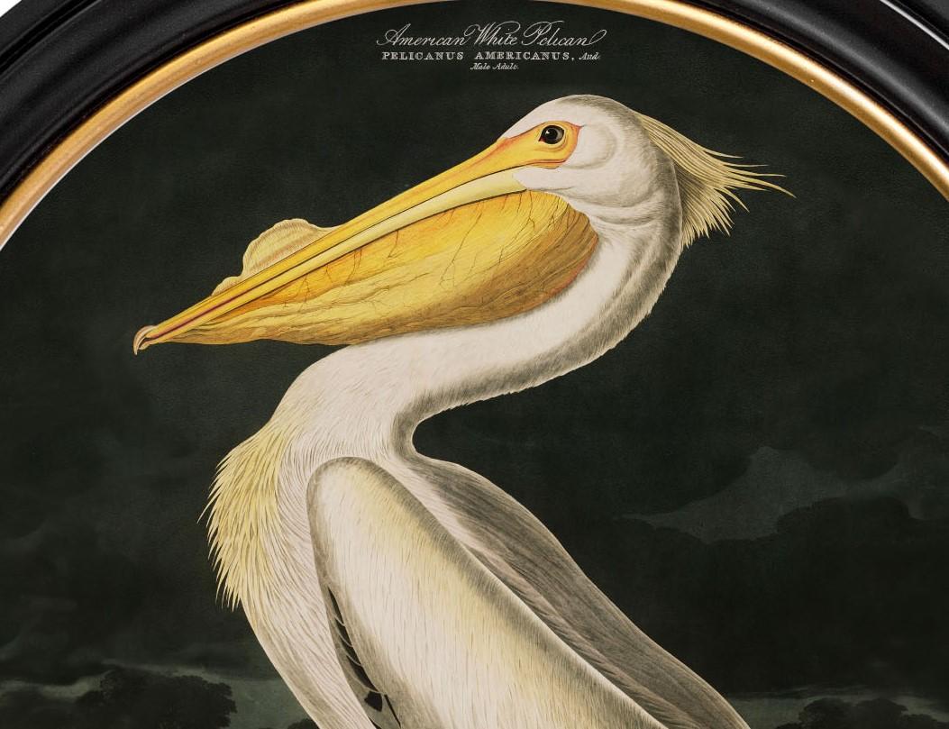 Amerikanischer weißer Pelikandruck Audubon's Birds of America C1838 Runder Rahmen, neu (Glas) im Angebot