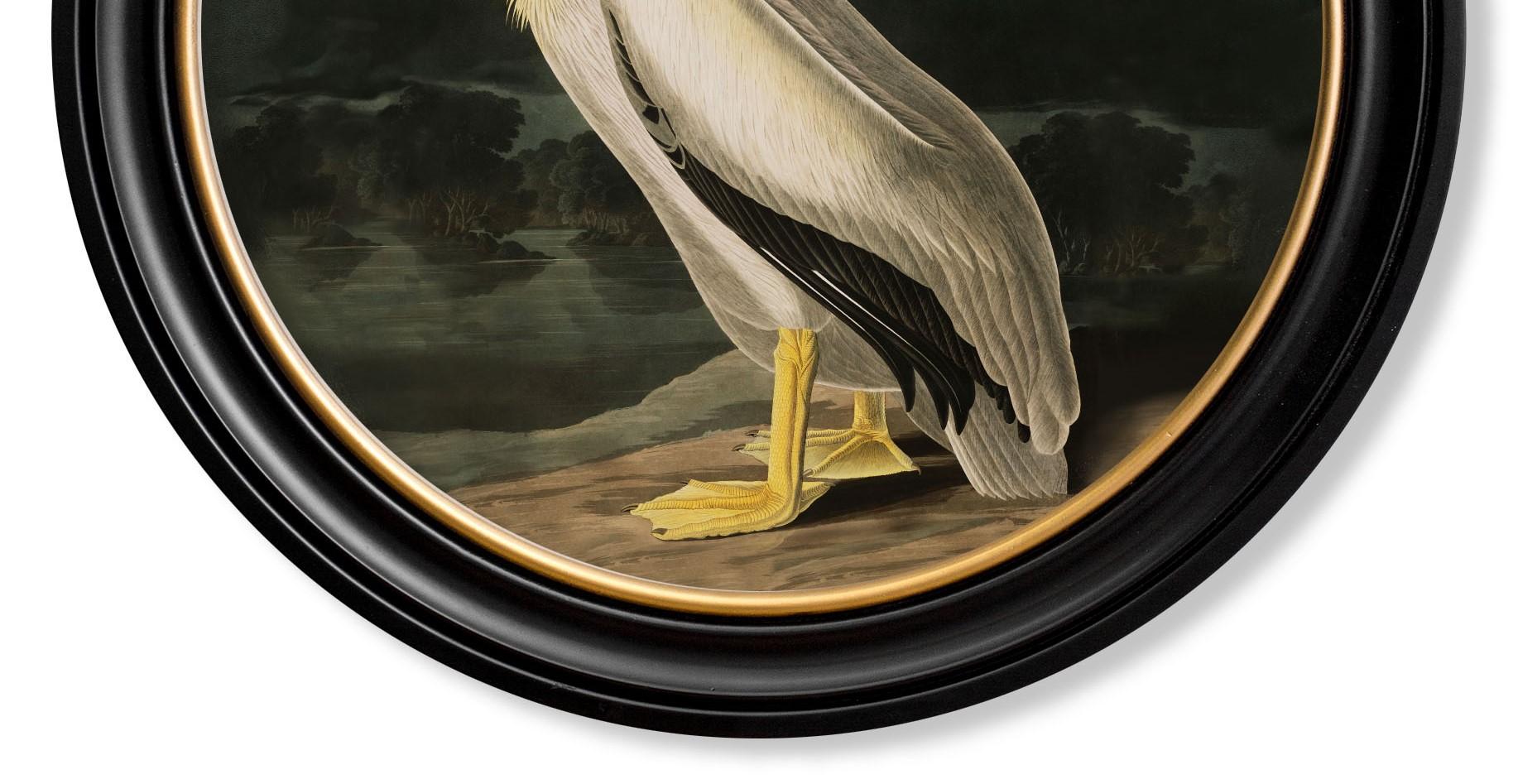 Amerikanischer weißer Pelikandruck Audubon's Birds of America C1838 Runder Rahmen, neu im Angebot 1