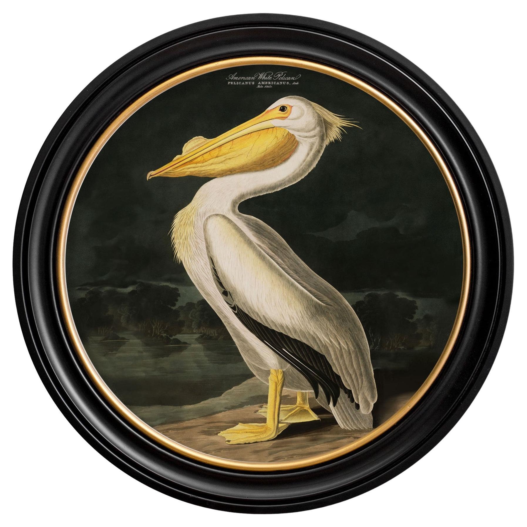 Amerikanischer weißer Pelikandruck Audubon's Birds of America C1838 Runder Rahmen, neu
