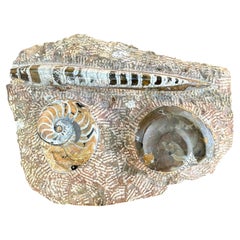 Fossilienplakette mit Ammoniten und Orthoceras – Organische, moderne prähistorische Kunst
