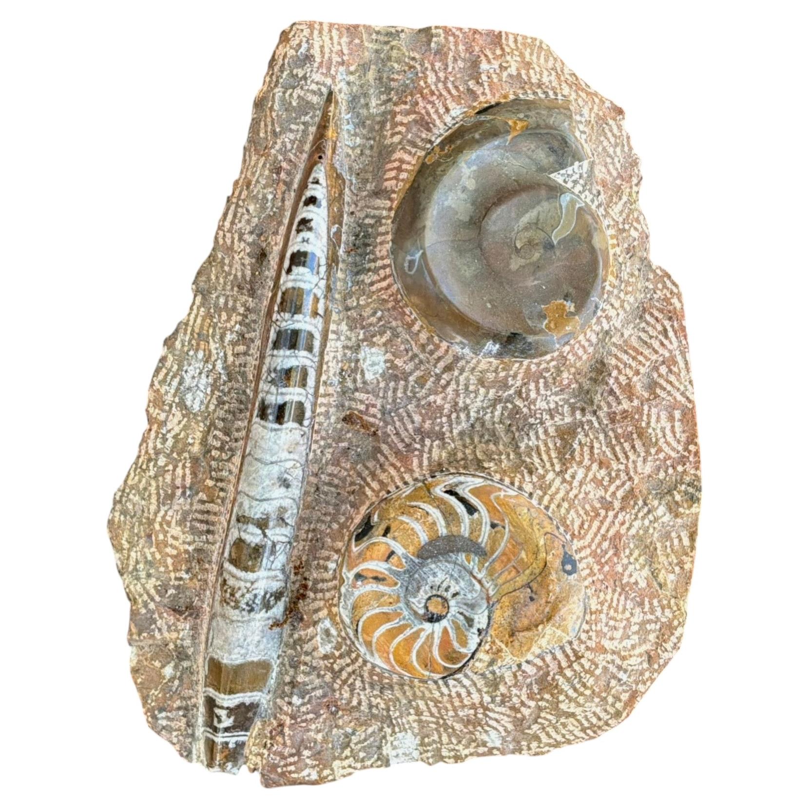 Ammonite and Orthoceras Fossil Plaque - Organic Modern Prehistoric Art