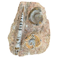 Fossilienplakette mit Ammoniten und Orthoceras – Organische, moderne prähistorische Kunst