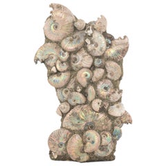 Ammonite Cluster Specimen from Madagascar